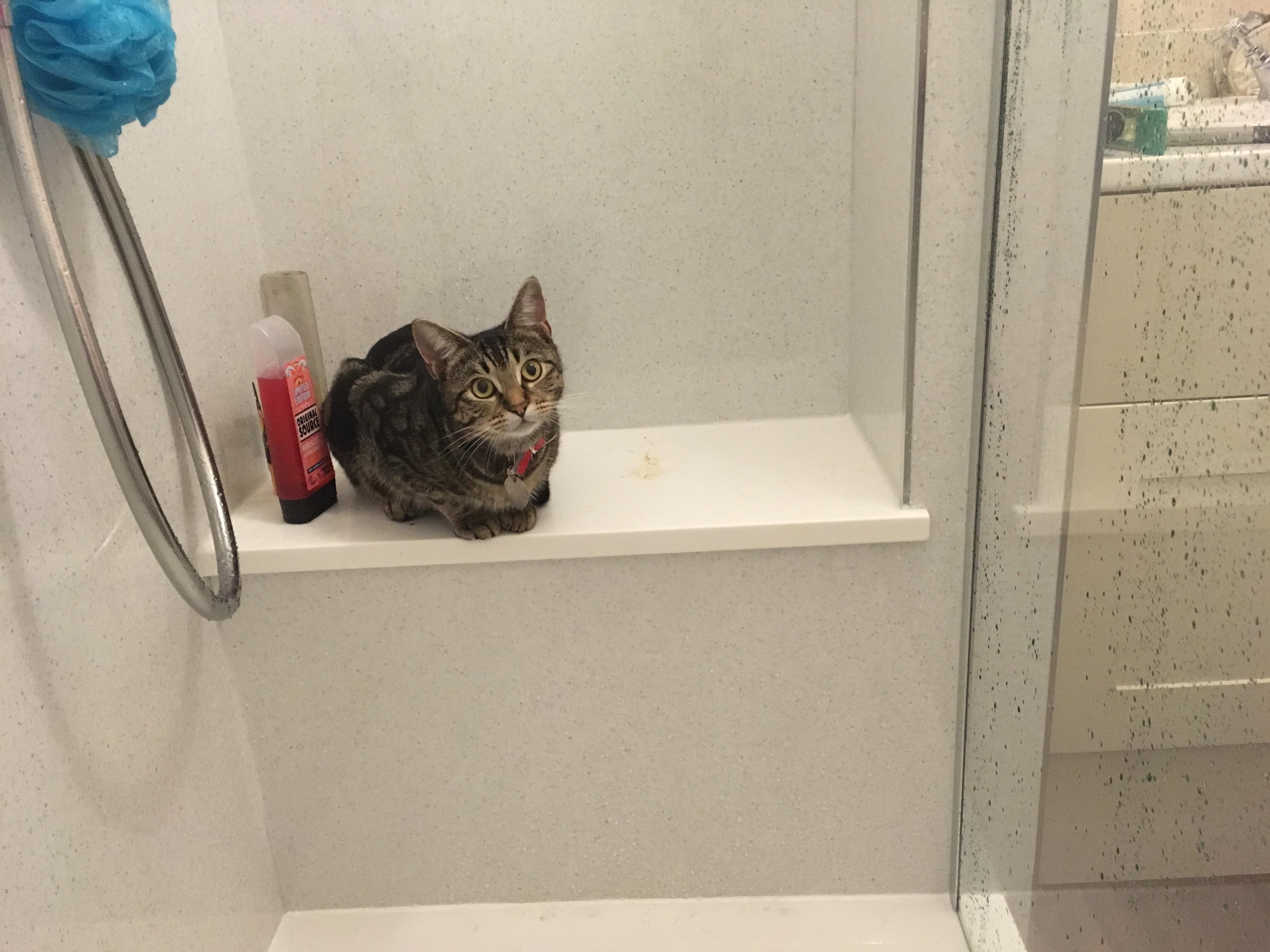 This shower has been reserved for cats, sorry hoomon. r/cats