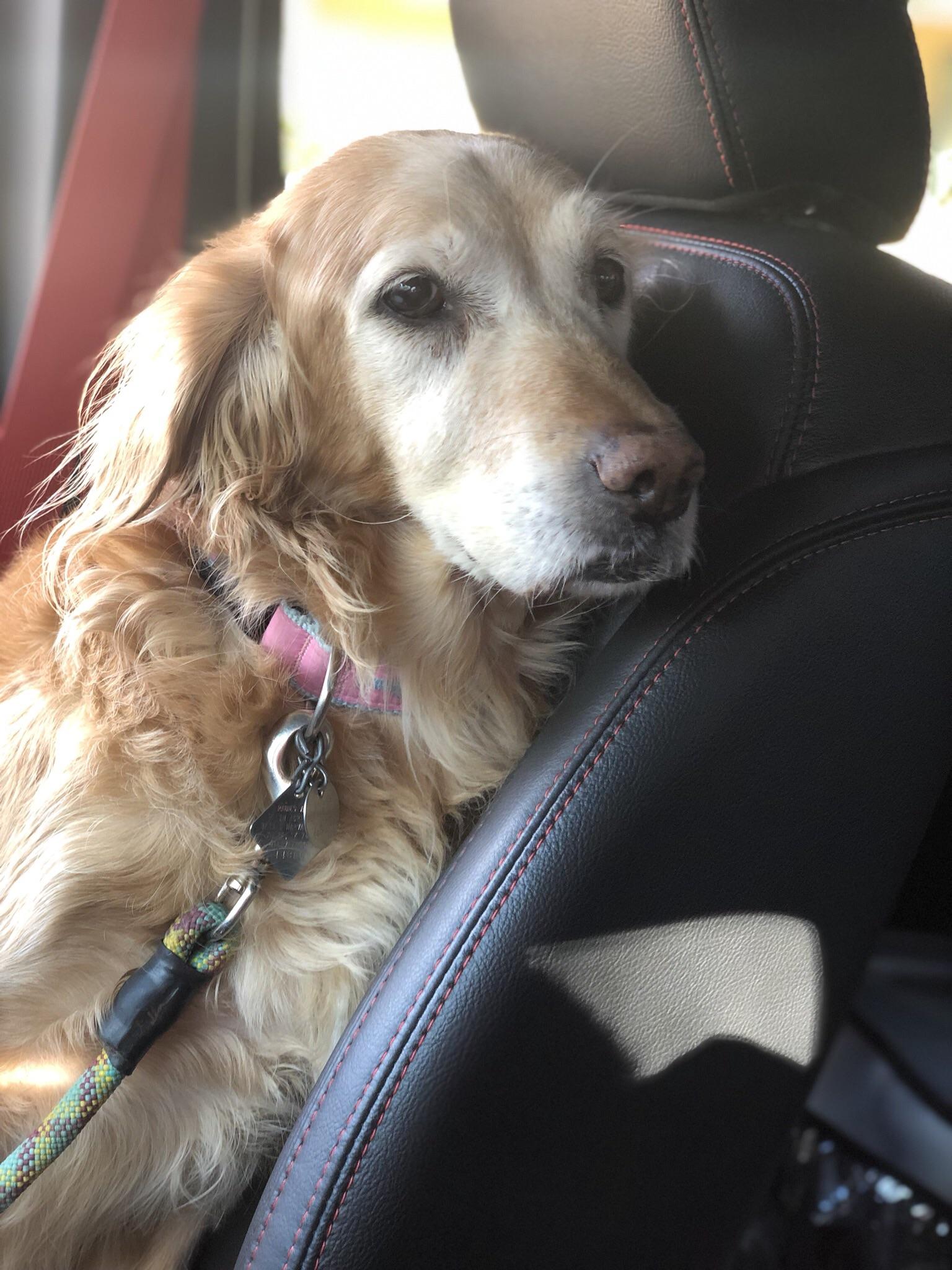 Our Golden Retriever riding in the car today with the windows down r/pics
