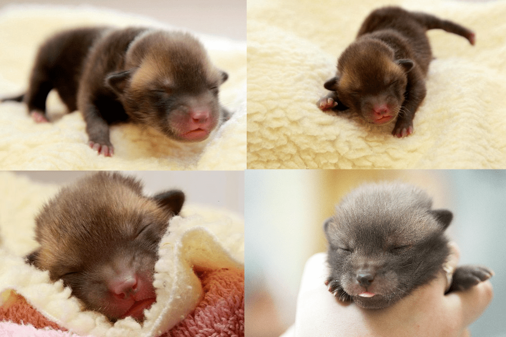 Newborn Red Fox Kits/Pups r/aww