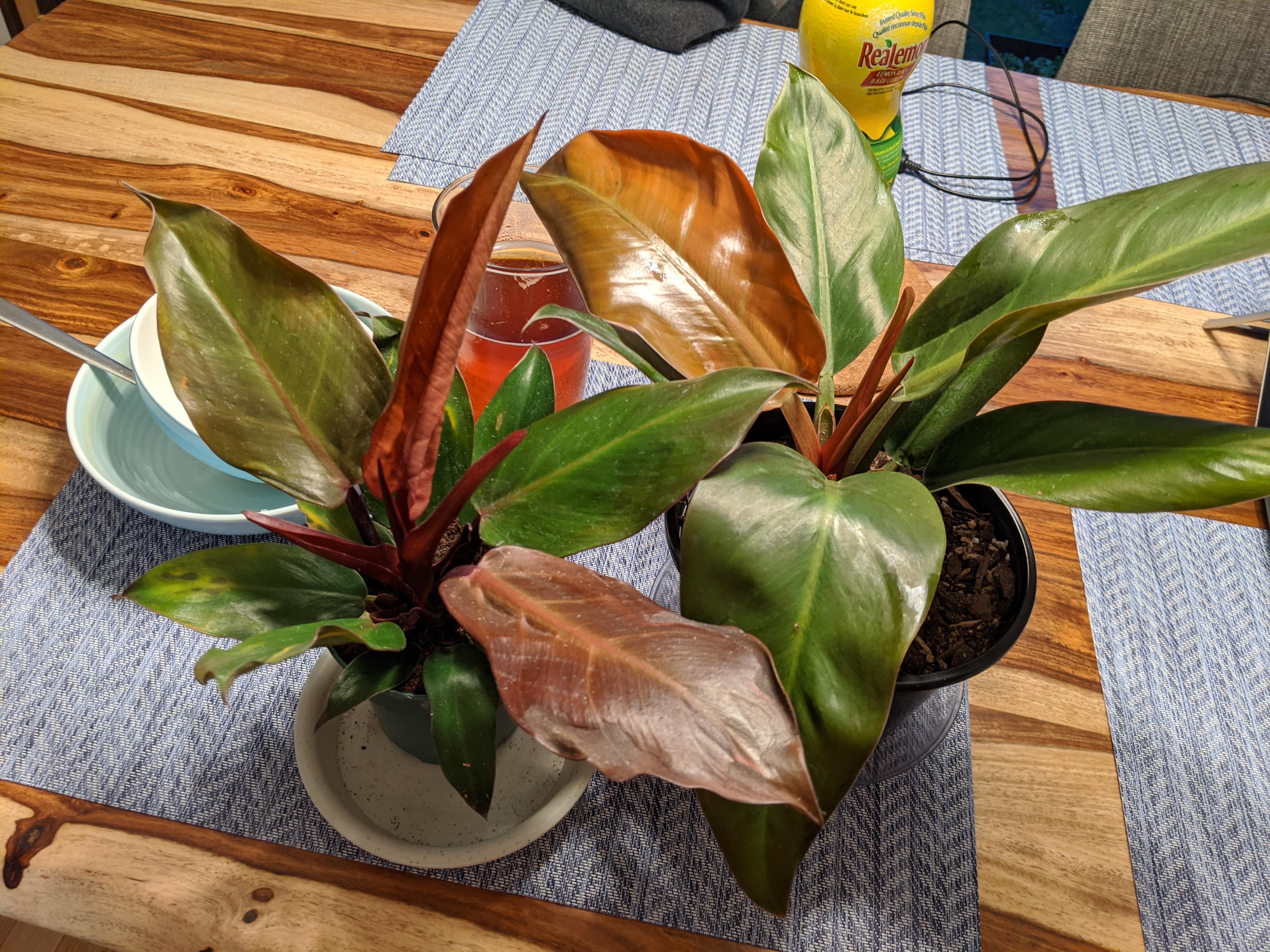 Philodendron Red Congo Vs Imperial Red Pden16 / Great houseplants with striking foliage all