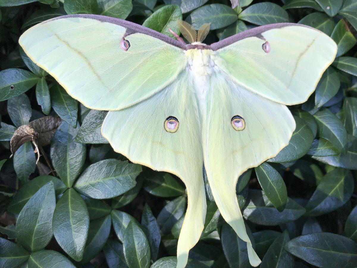 Luna moth wings 😍 r/Fluffymoths
