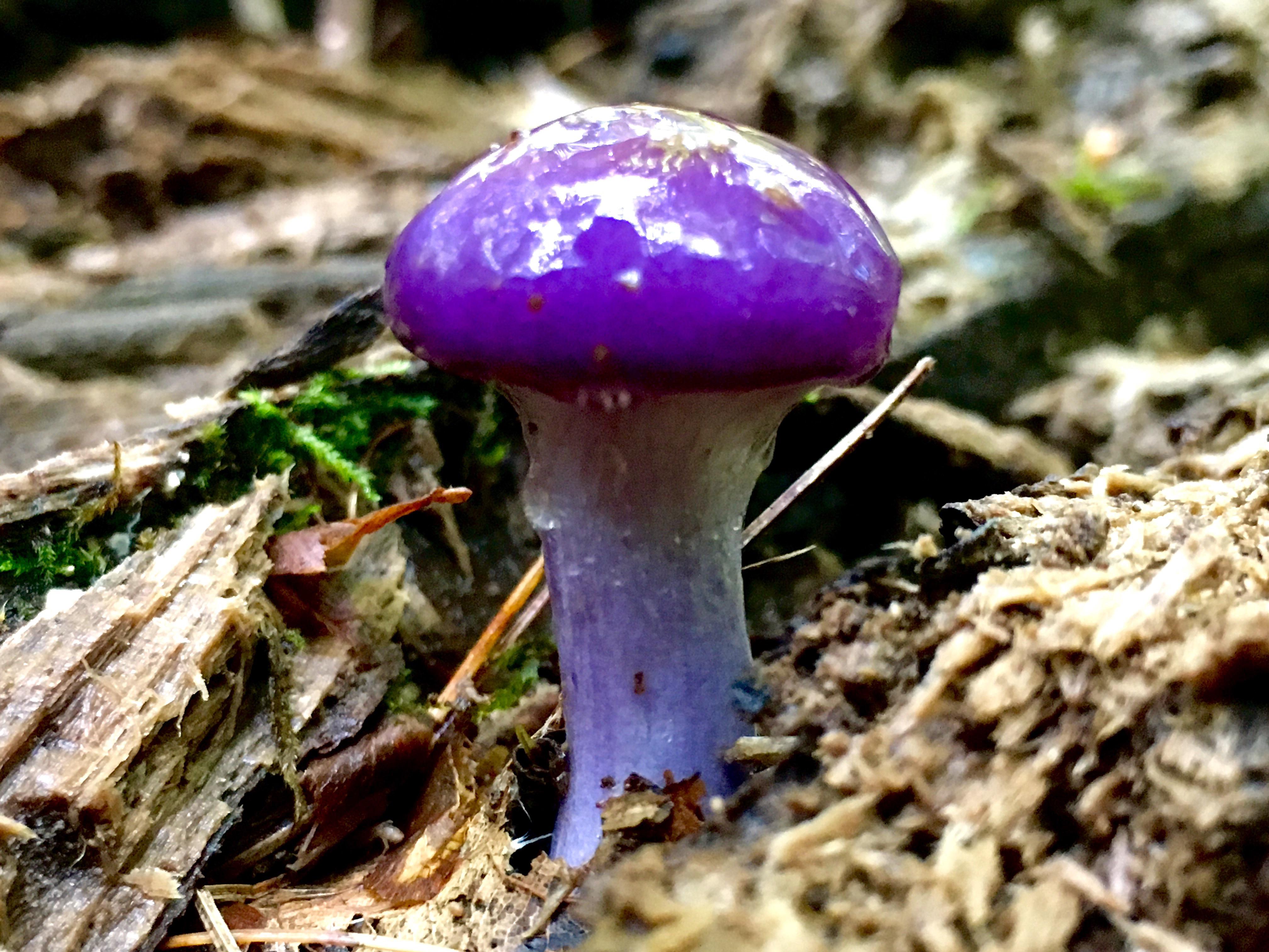 Purple mushroom season is here! r/mycology