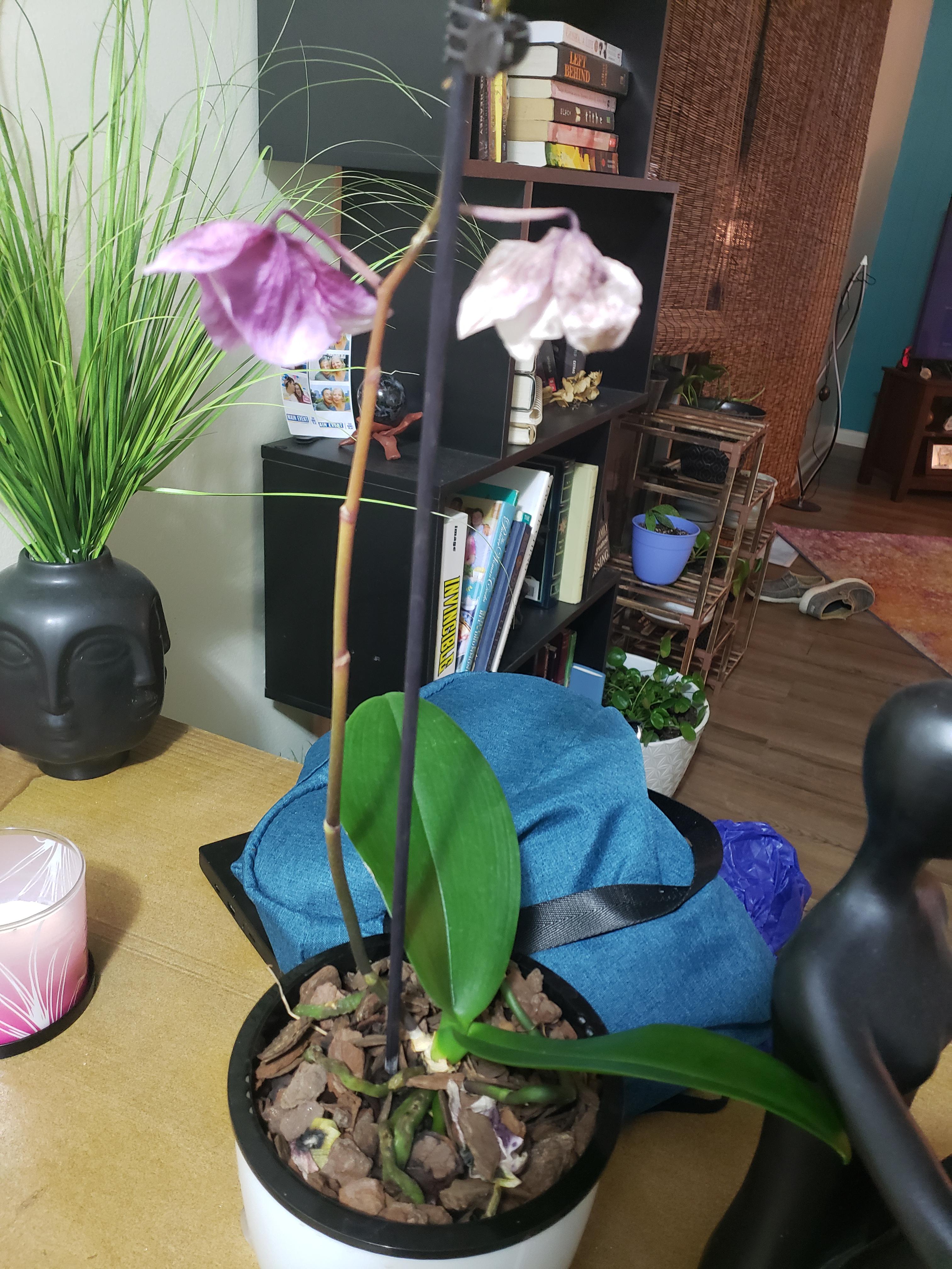 Dying or going dormant? r/orchids