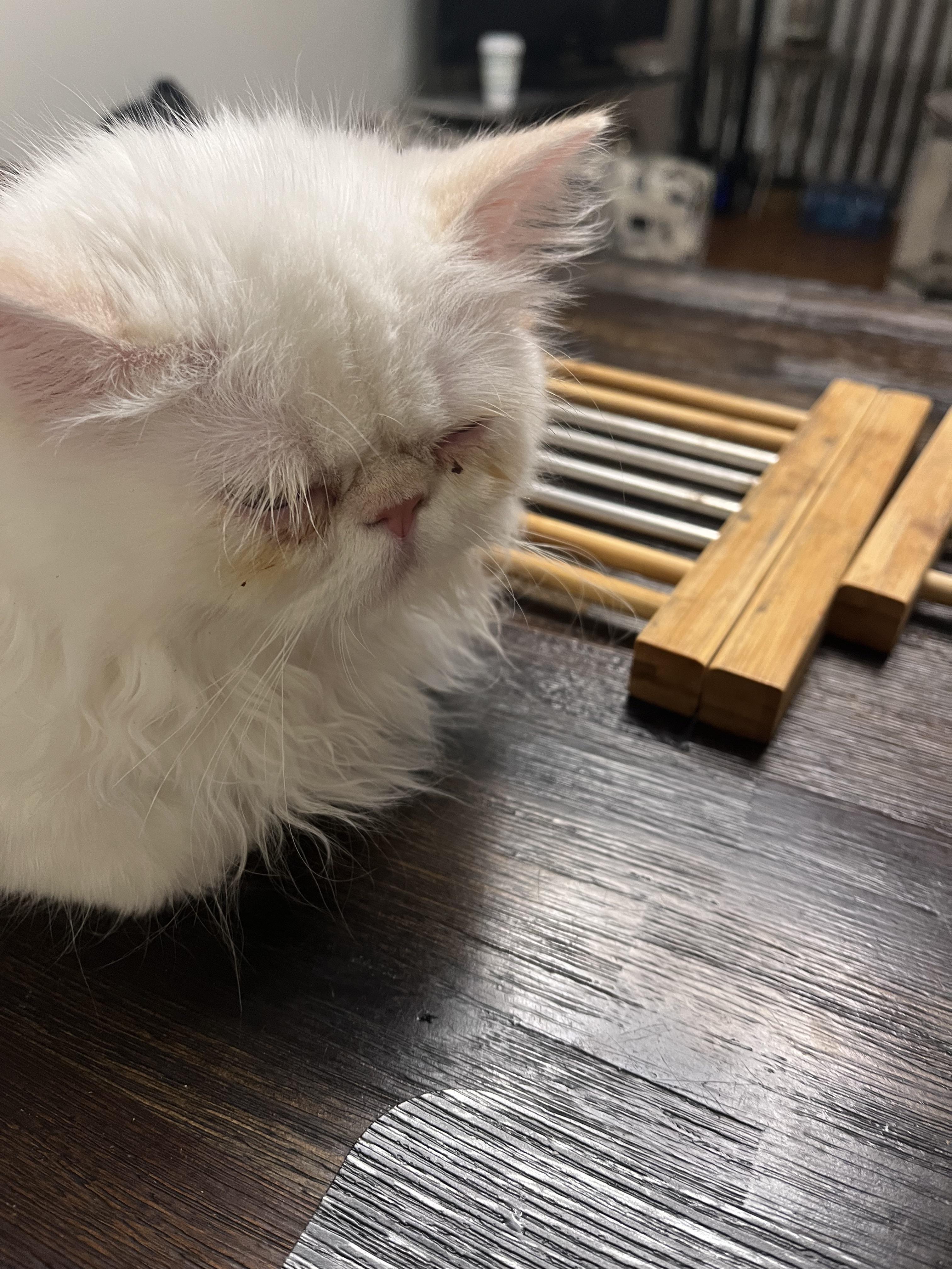 are the hairs above his eyes lashes or fur? do they need to be trimmed