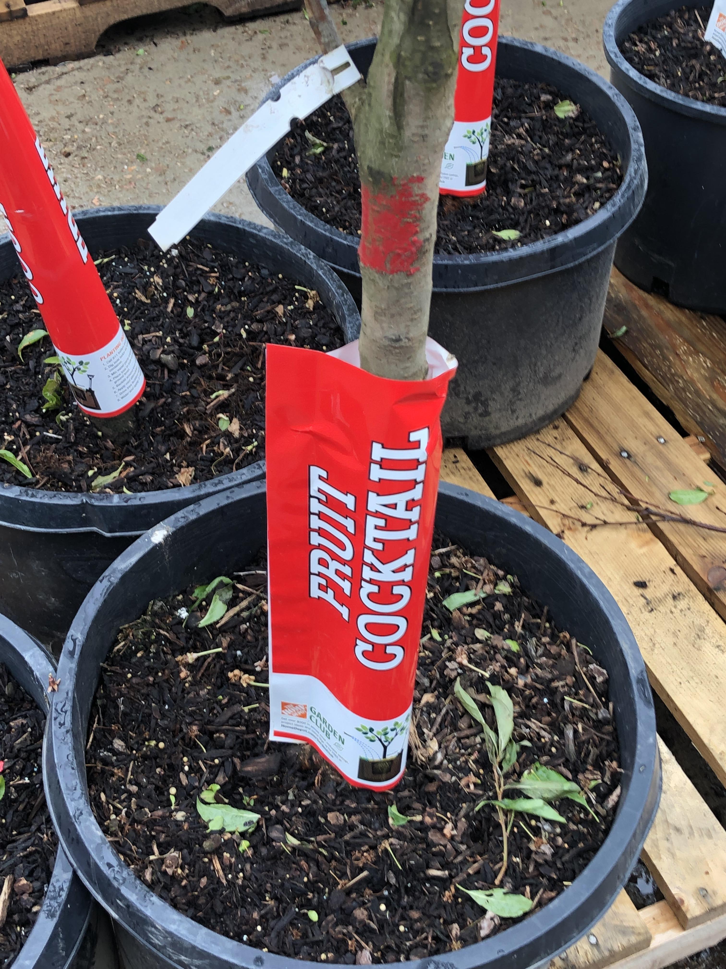 Fruit Cocktail Trees Fruit Salad Tree Specialty Fruits Ison S Nursery