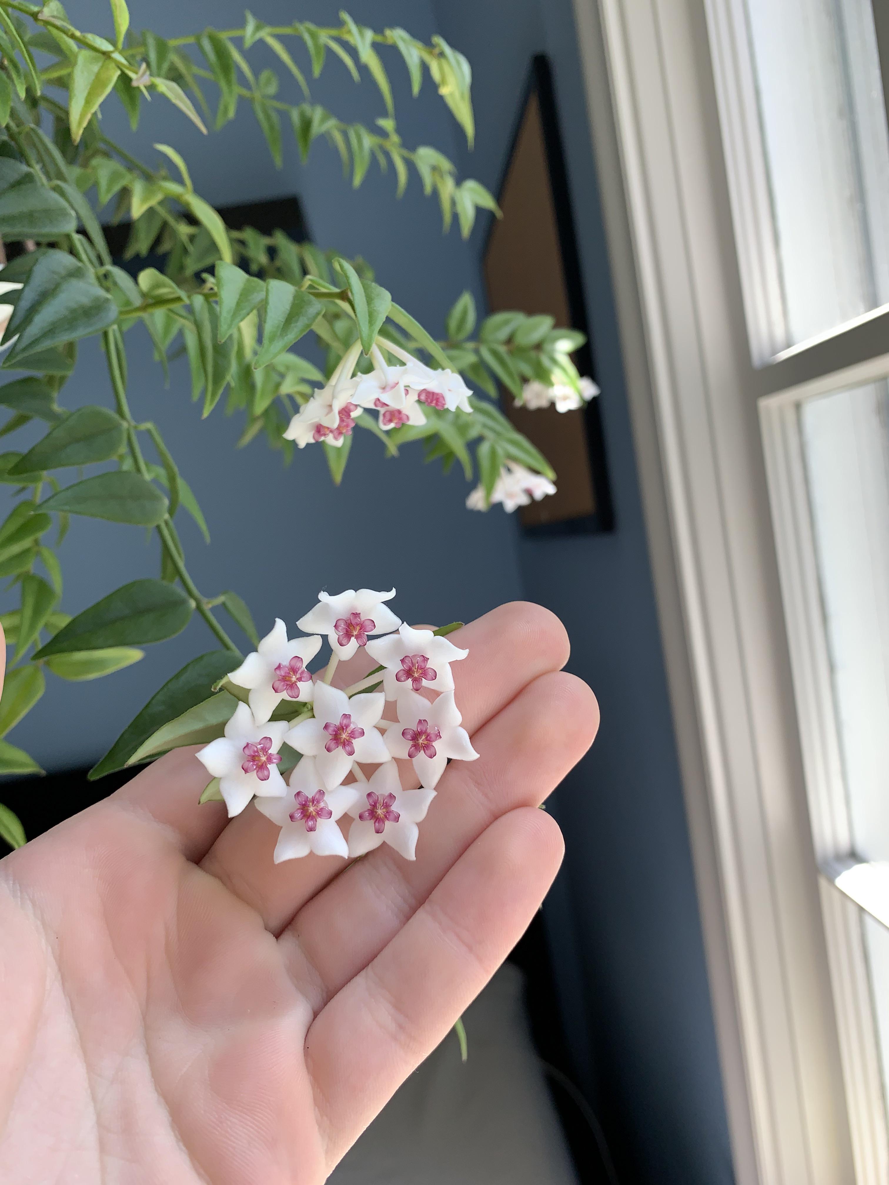 lots of flowers on my hoya bella! they smell a bit like sunscreen and
