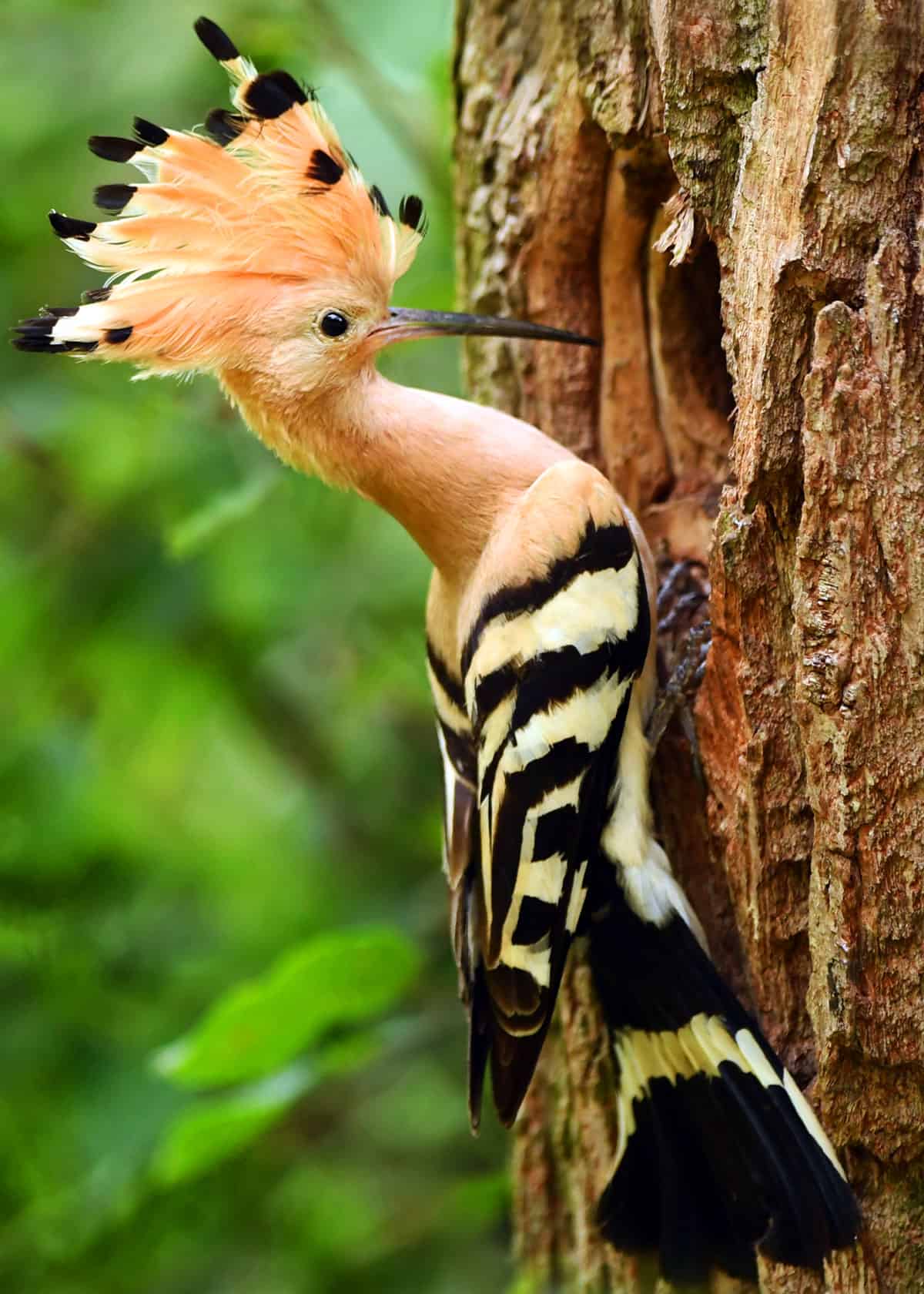 The Eurasian hoopoe (Upupa epops) is the most widespread species of the