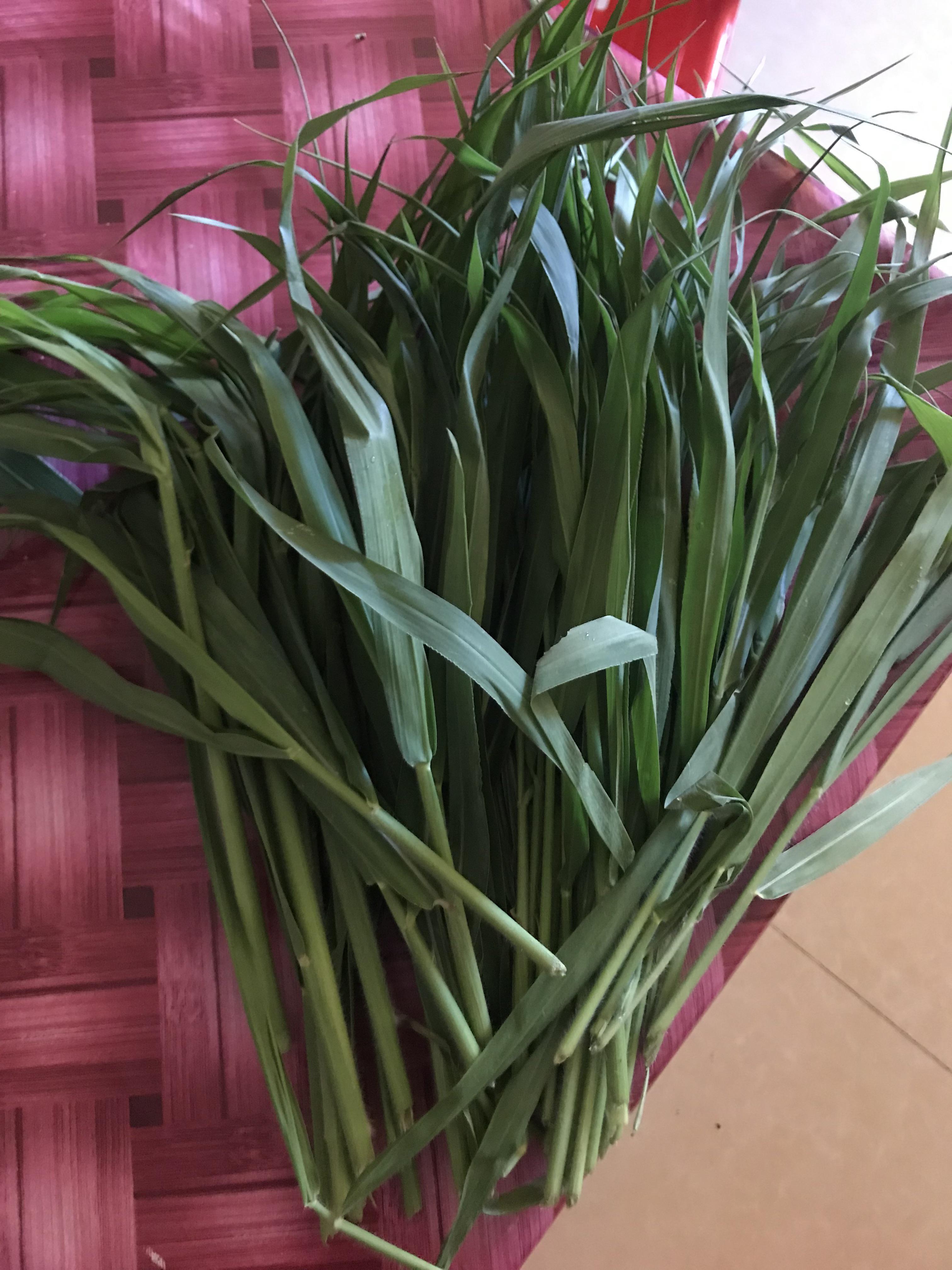 Hello. Do you know what kind of grass is it? Is it napier grass? Can I