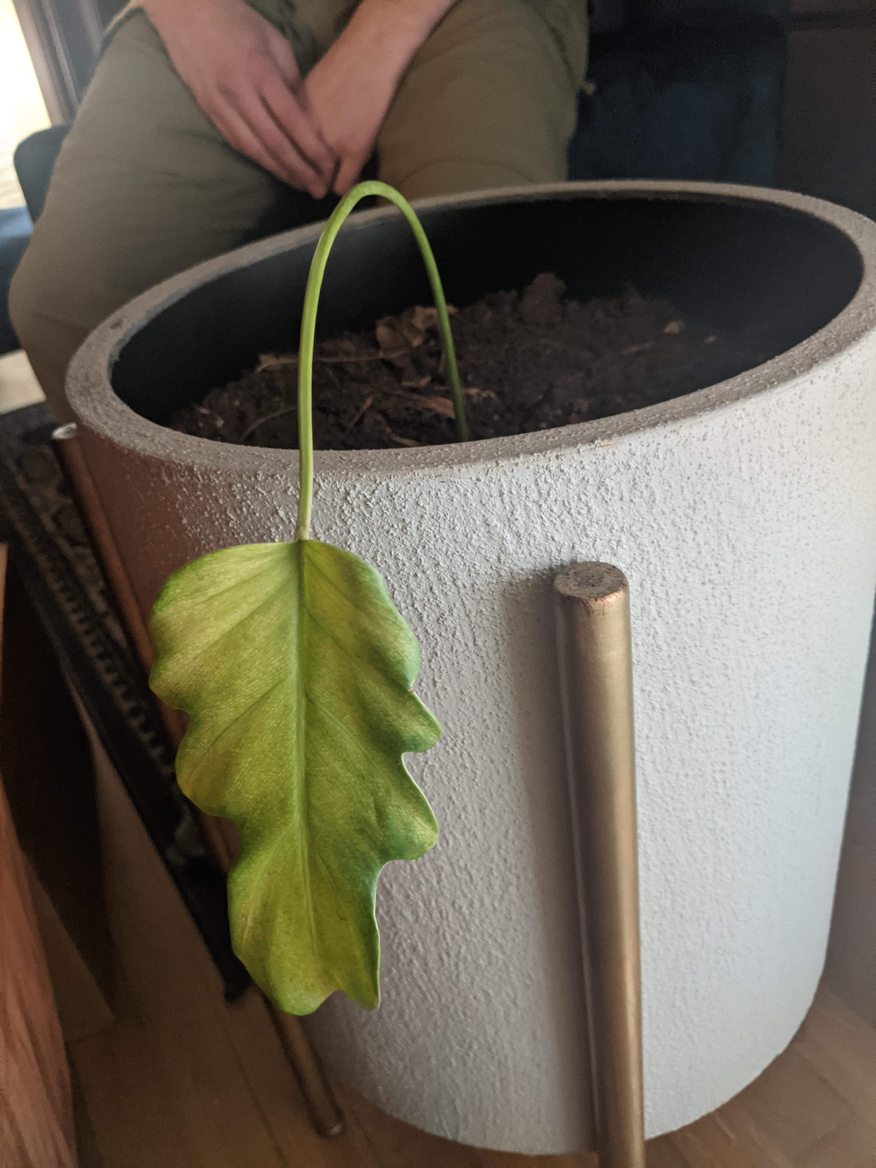 Please help my girlfriend's super sad plant r/plantclinic