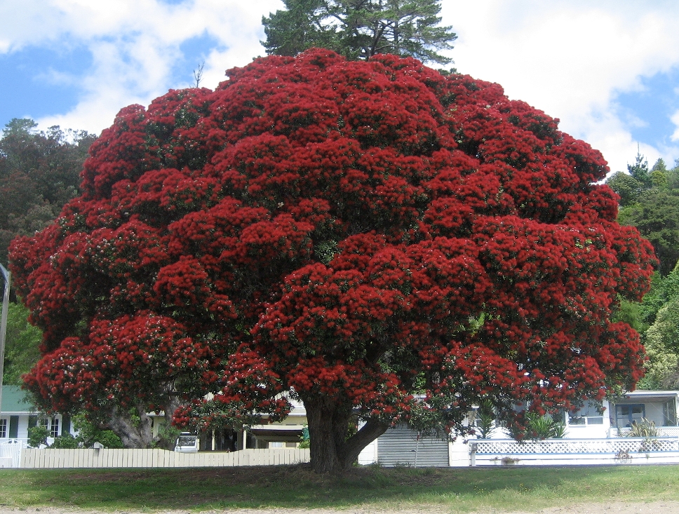 🔥 Fiery Scarlet Pohutukawa Tree aka New Zealand Christmas Tree 🔥 r