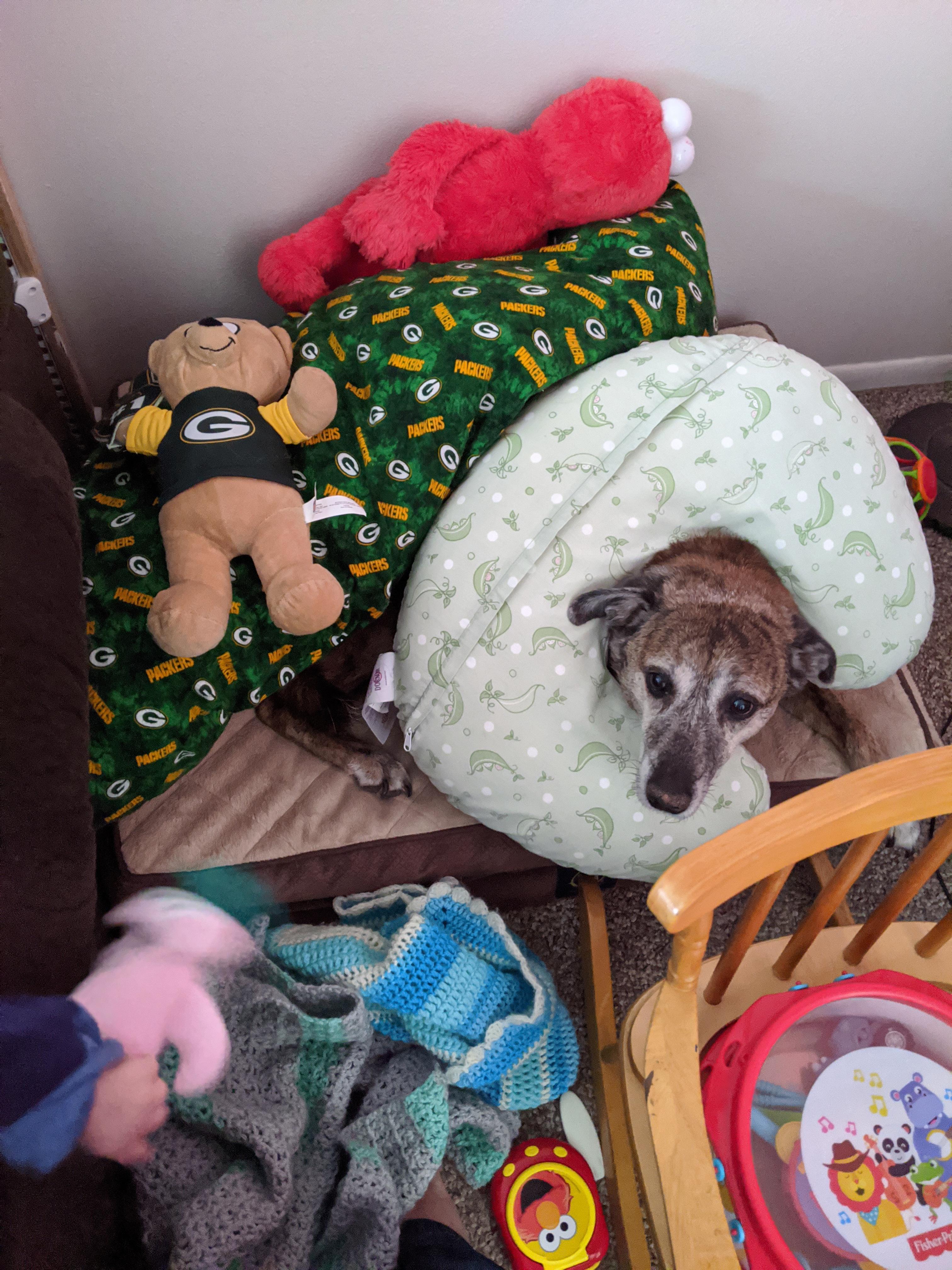 What it looks like to have a 2 year old son and an 11 year old dog r