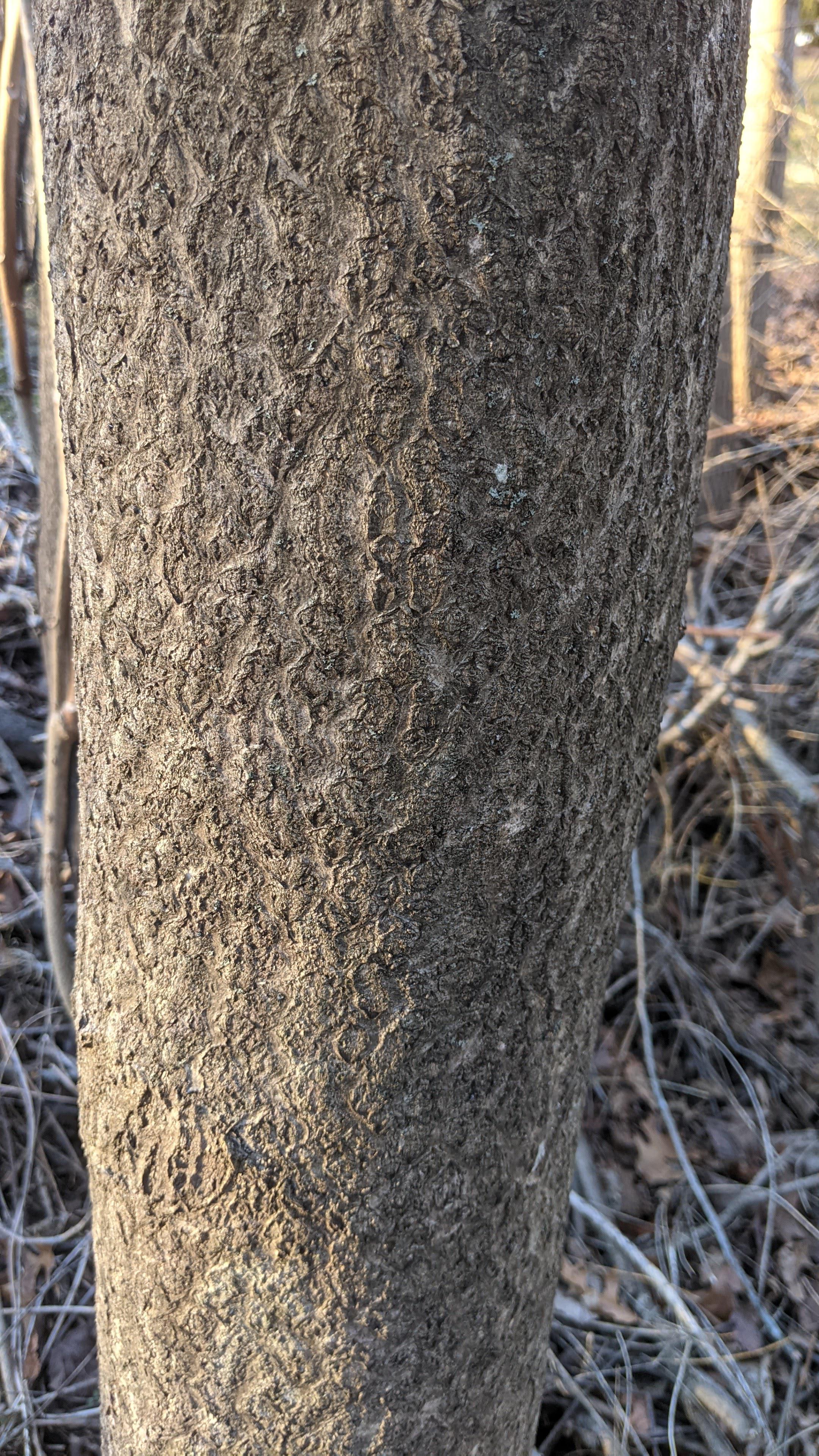 Sorry I only have a picture of the bark. Maryland. Thanks in advance