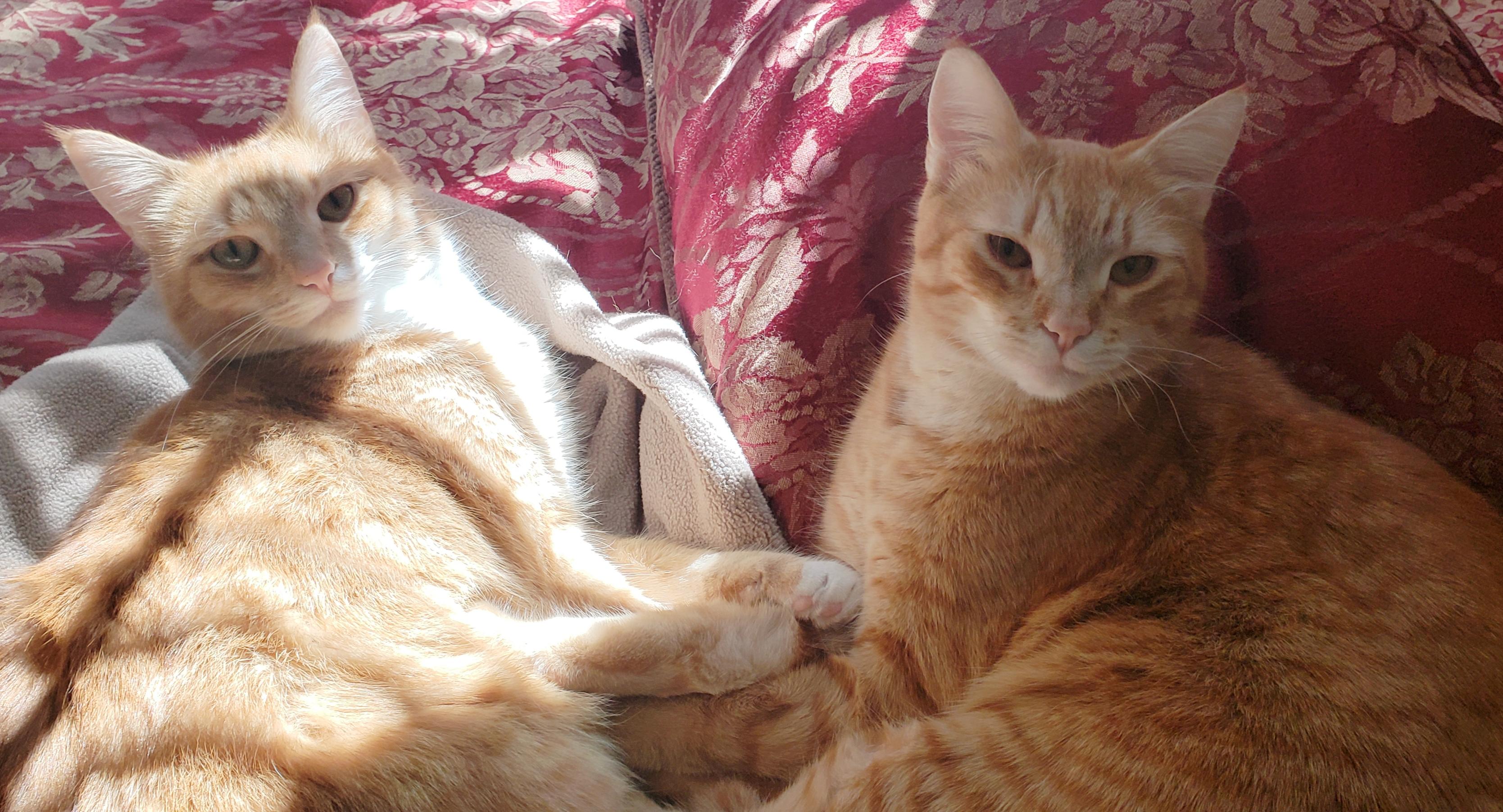 This is how my cats sleep next to me while I'm working r/cats