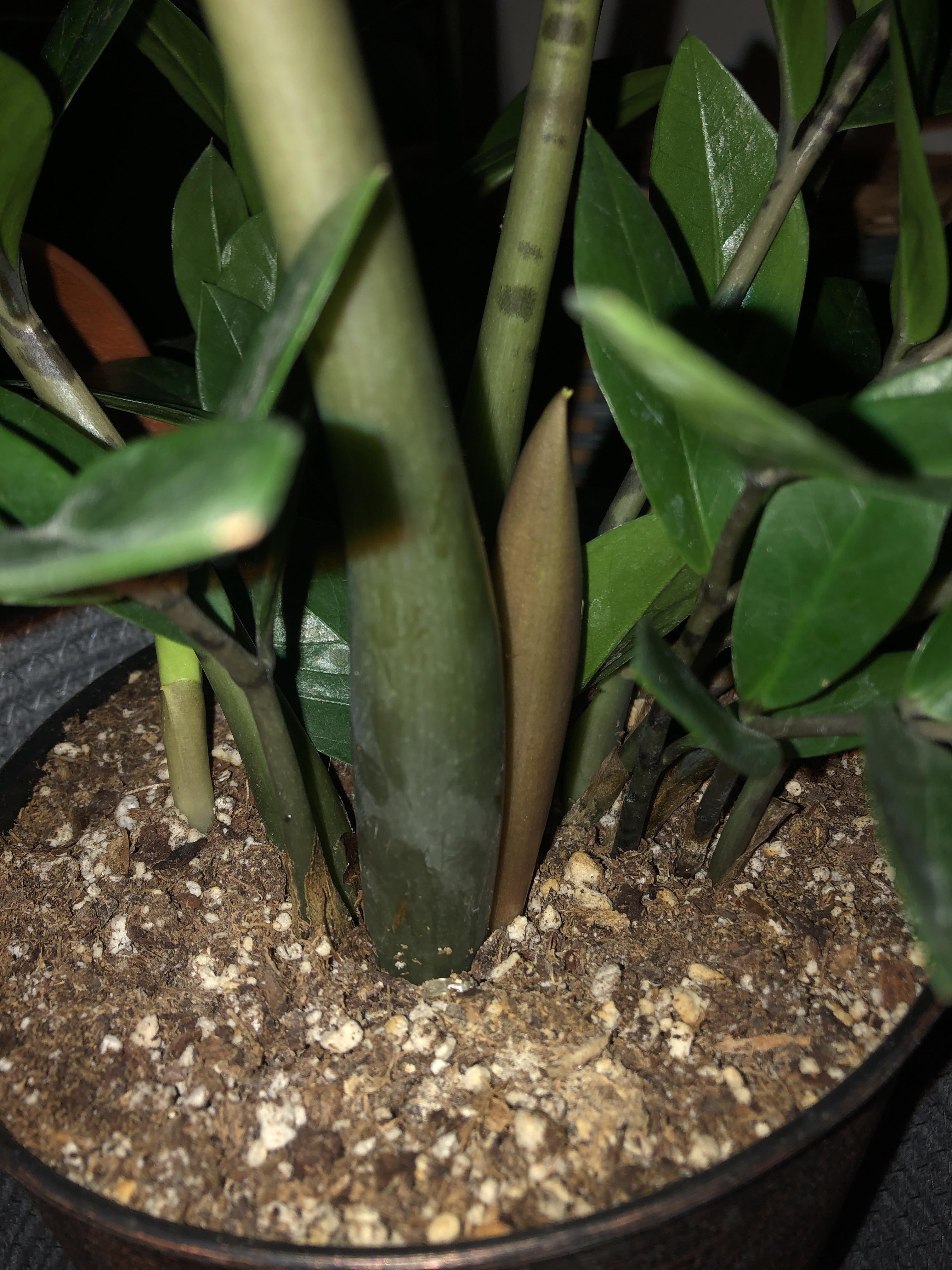 Could this be a ZZ plant flower? r/houseplants