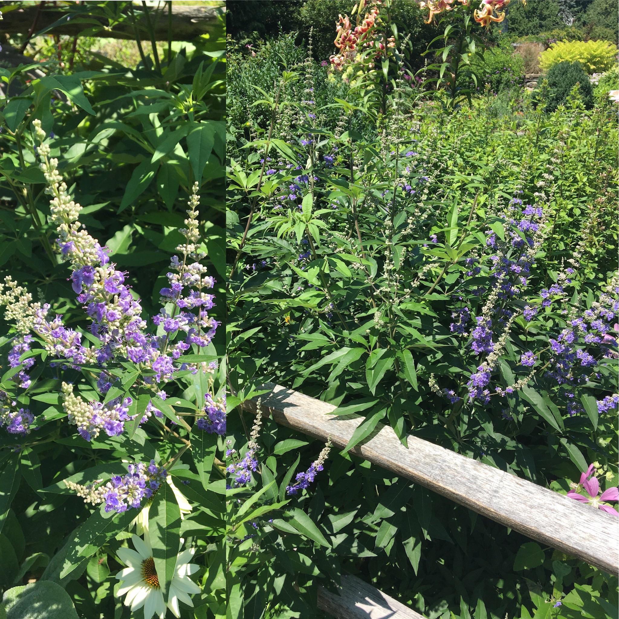 Vitex anguscastus, Upstate NY, zone 6a, a shrub used as a dieback