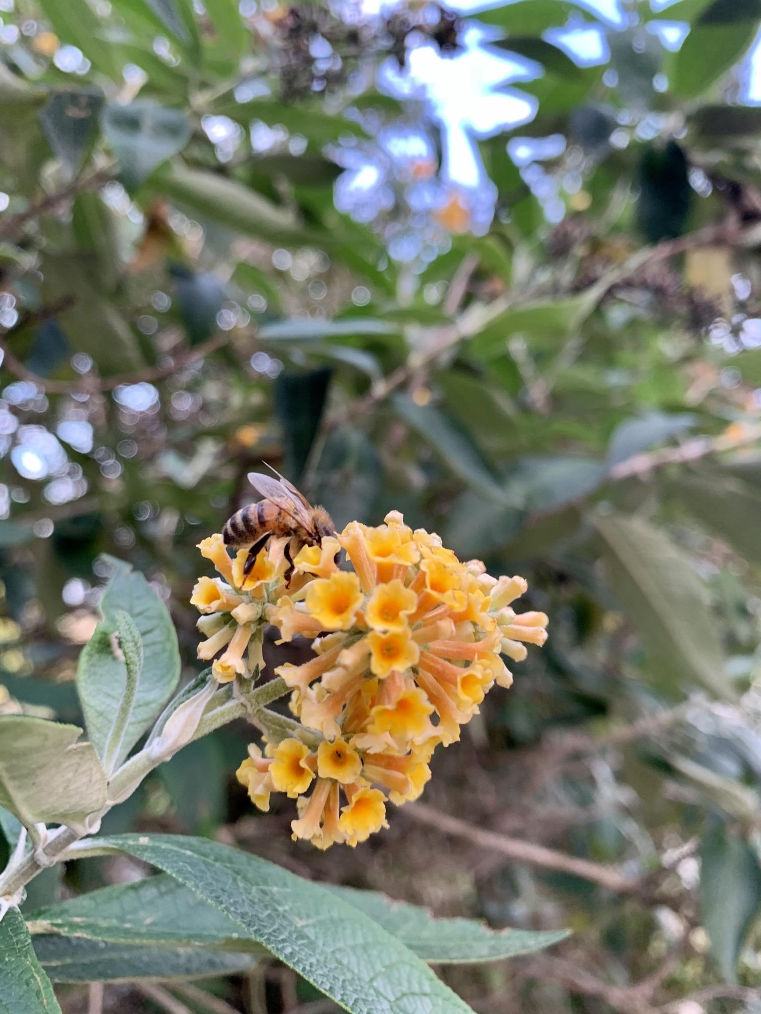 Flowers from Lockdown r/flowers