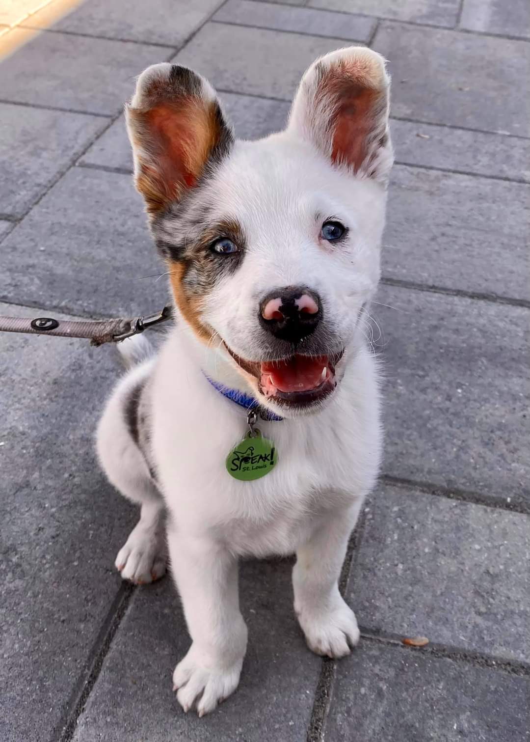 This is Baloo, a deaf double merle Texas Heeler adoptable
