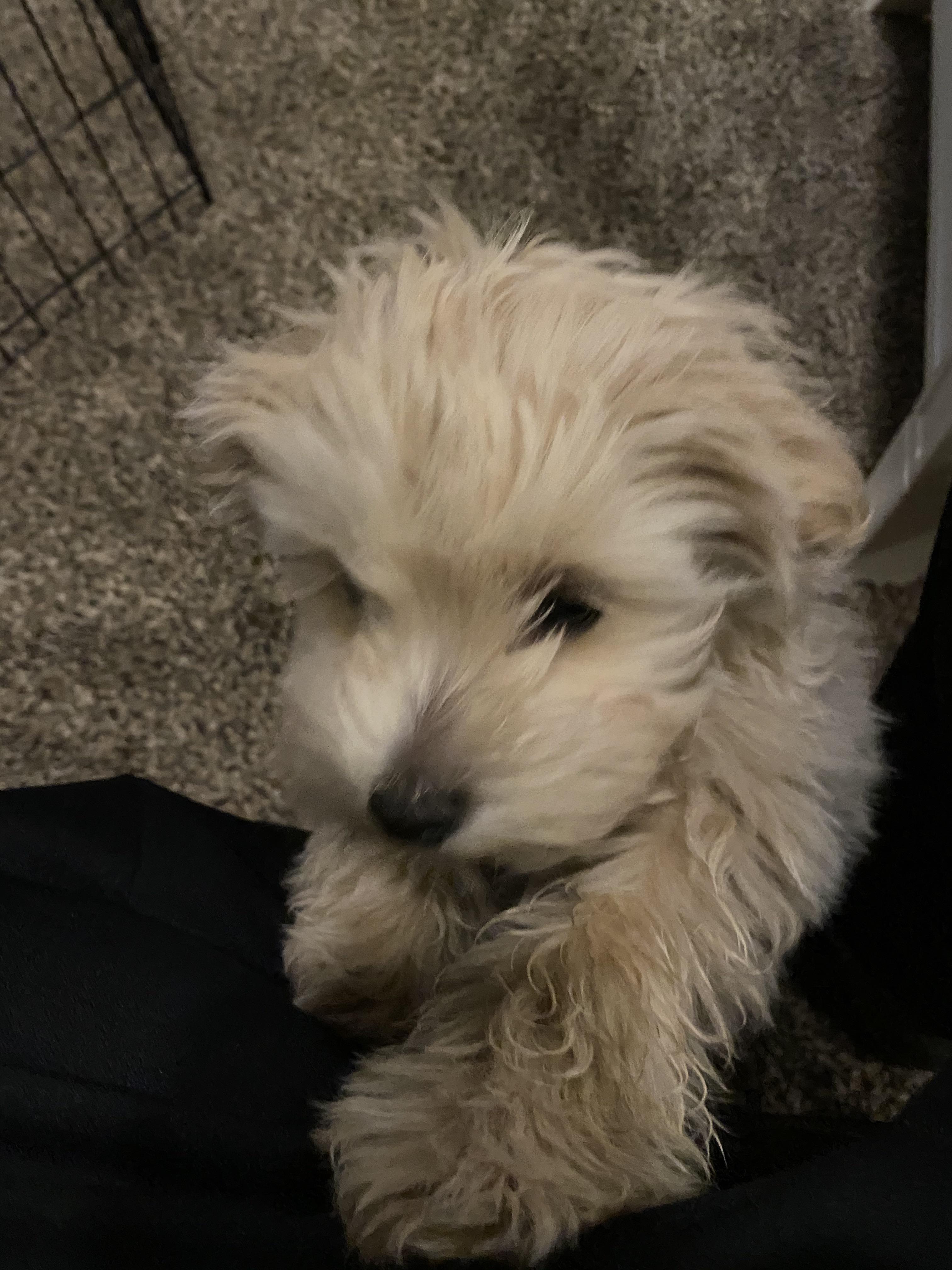 Velcro Dog. Will it get better? r/Maltipoo