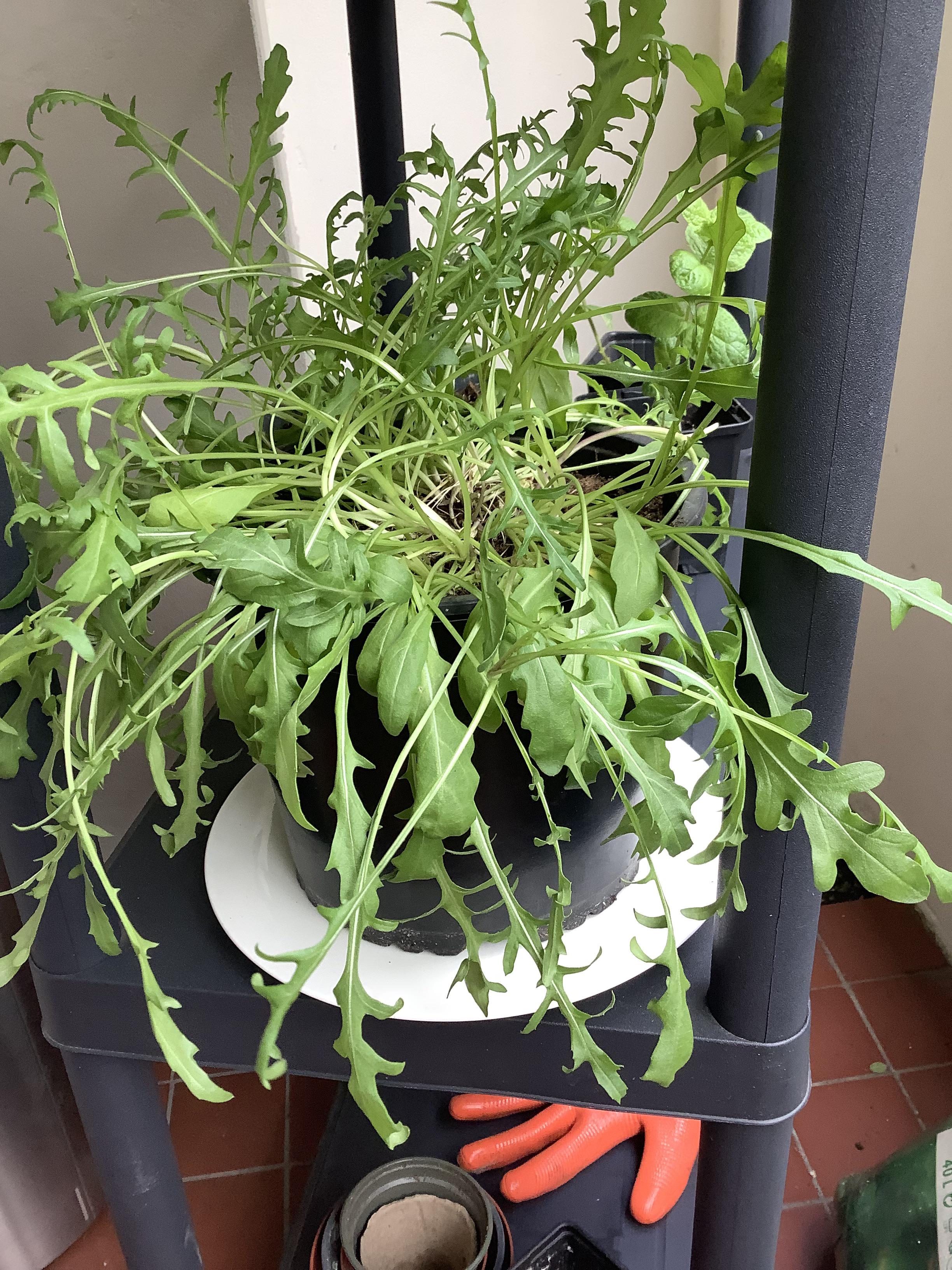 Does this rocket need a bigger pot? r/herbs
