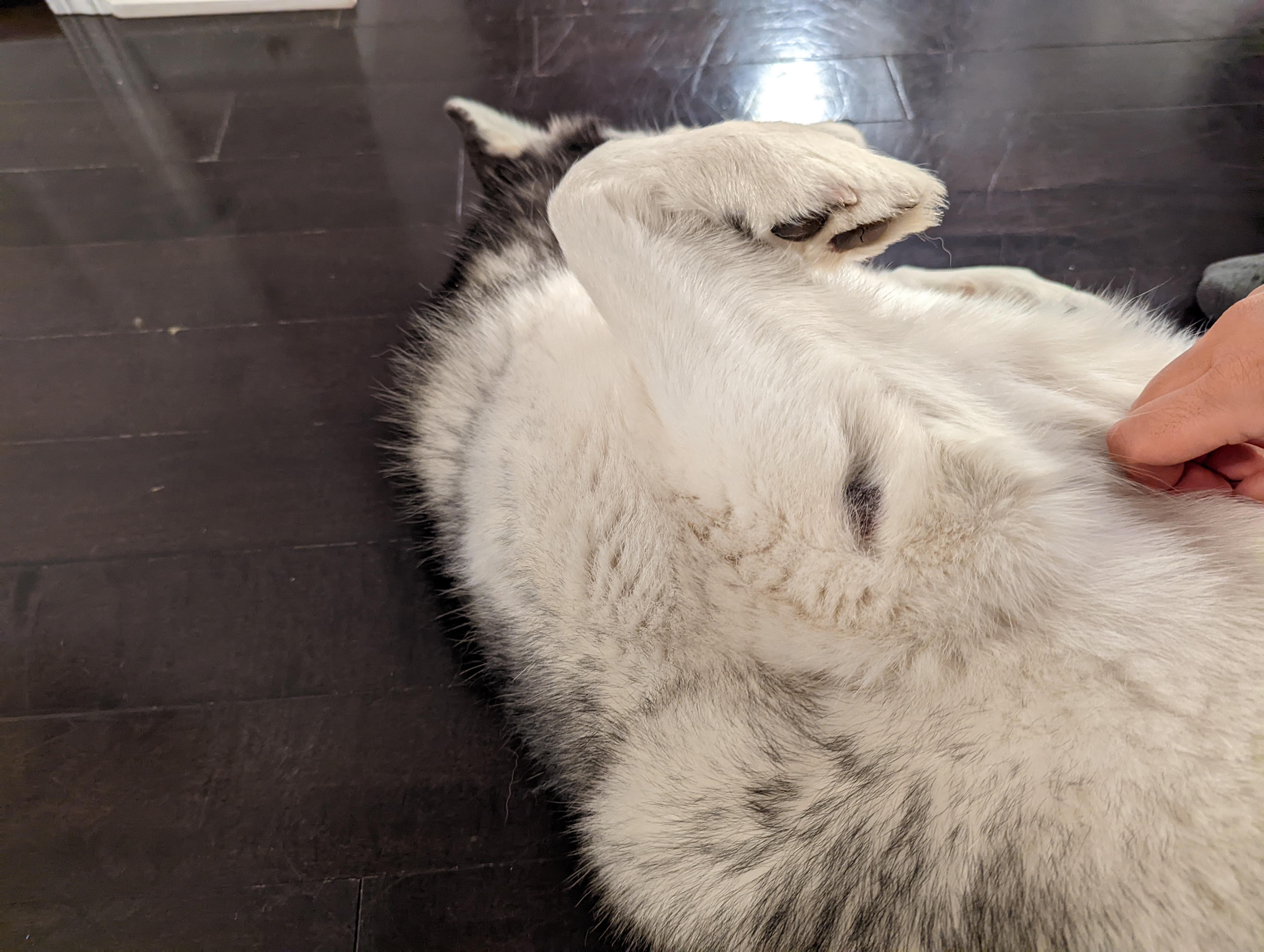 Weird scab on Lunas elbow. Should I be worried? r/husky