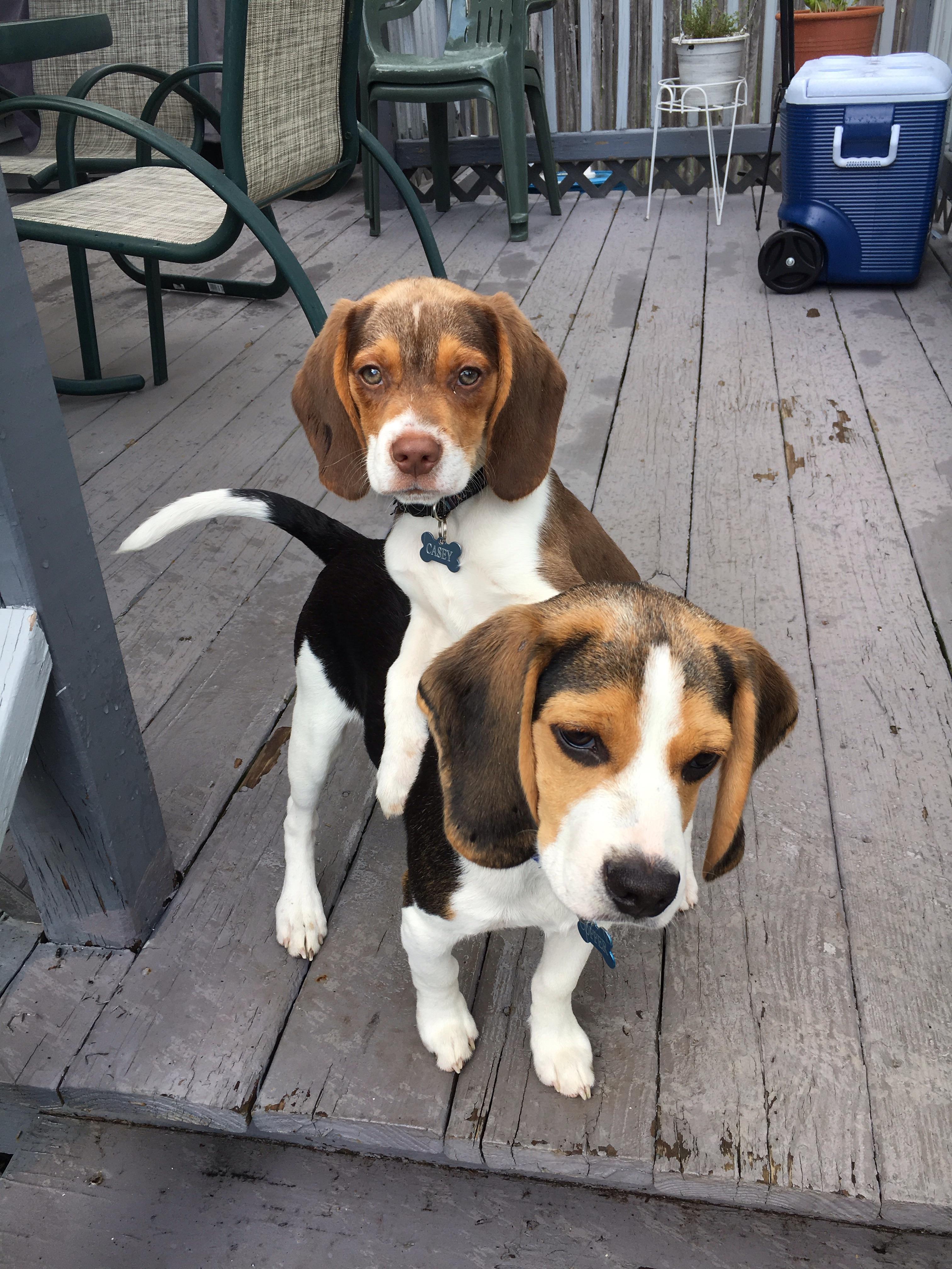 Chocolate Beagle Puppies