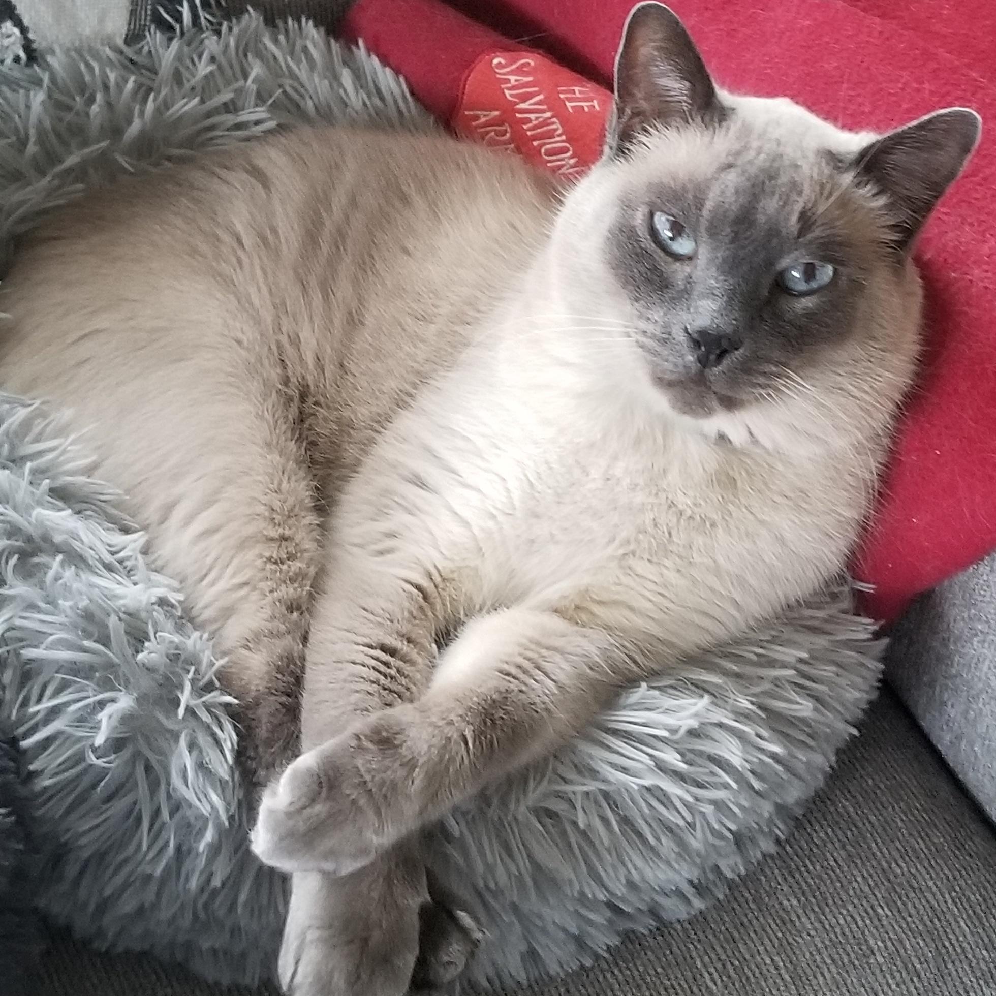 He just turned 18! : Siamesecats