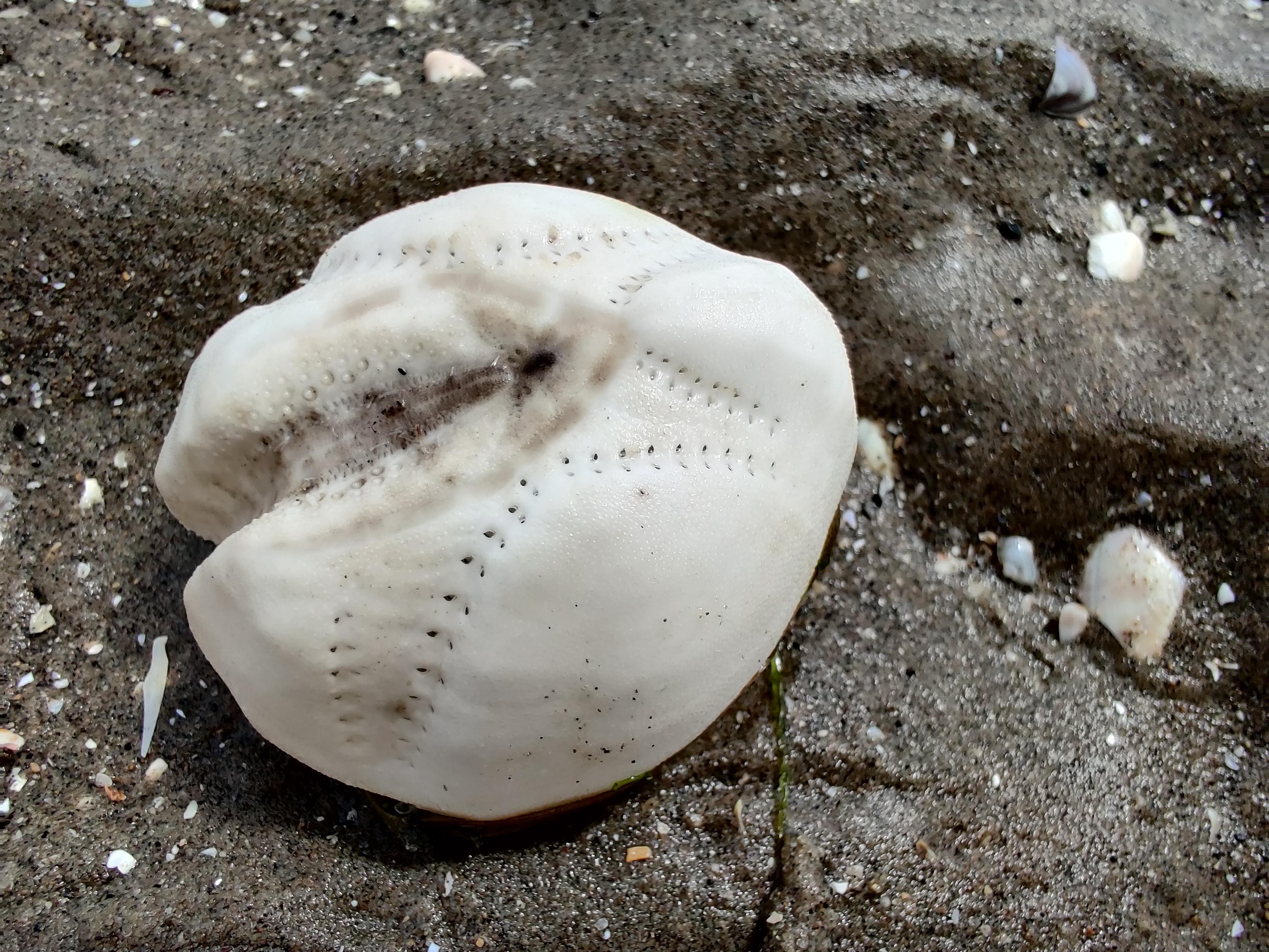 Strange shell/crust full of small holes I found on the beach today
