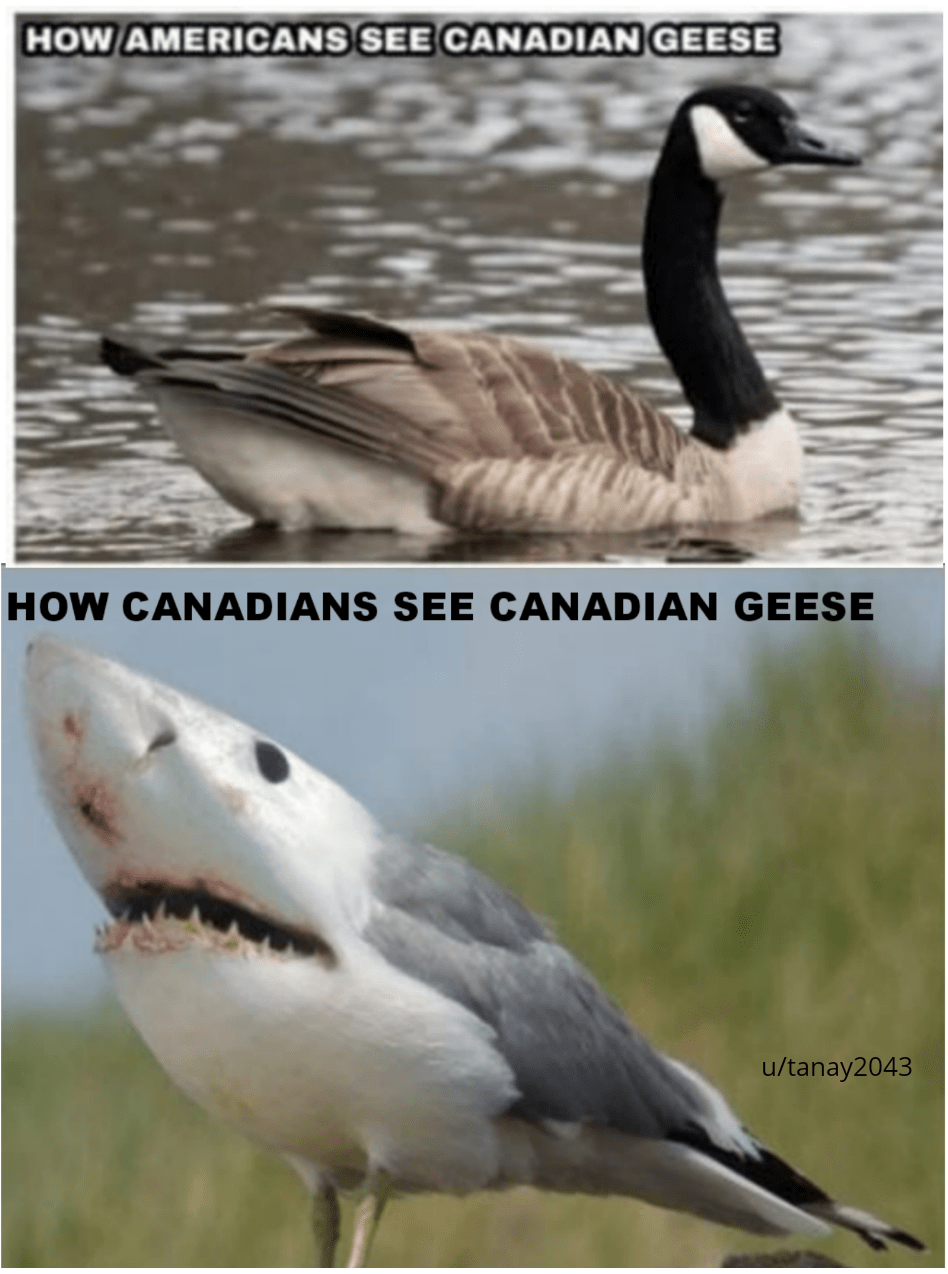 You ever met a Real Canadian Geese ? r/memes