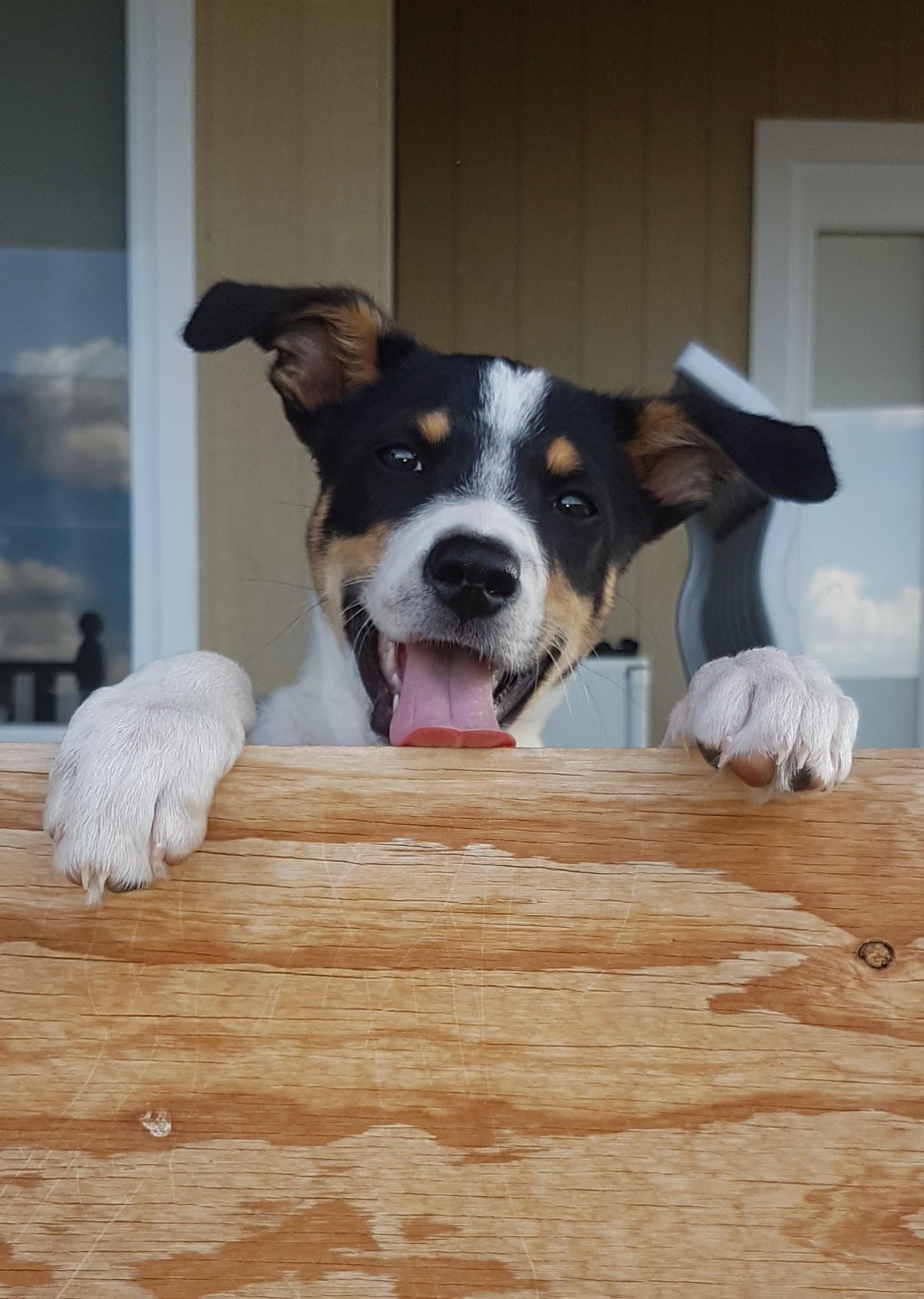 Banjo our new kelpie cross border collie puppy dogpictures
