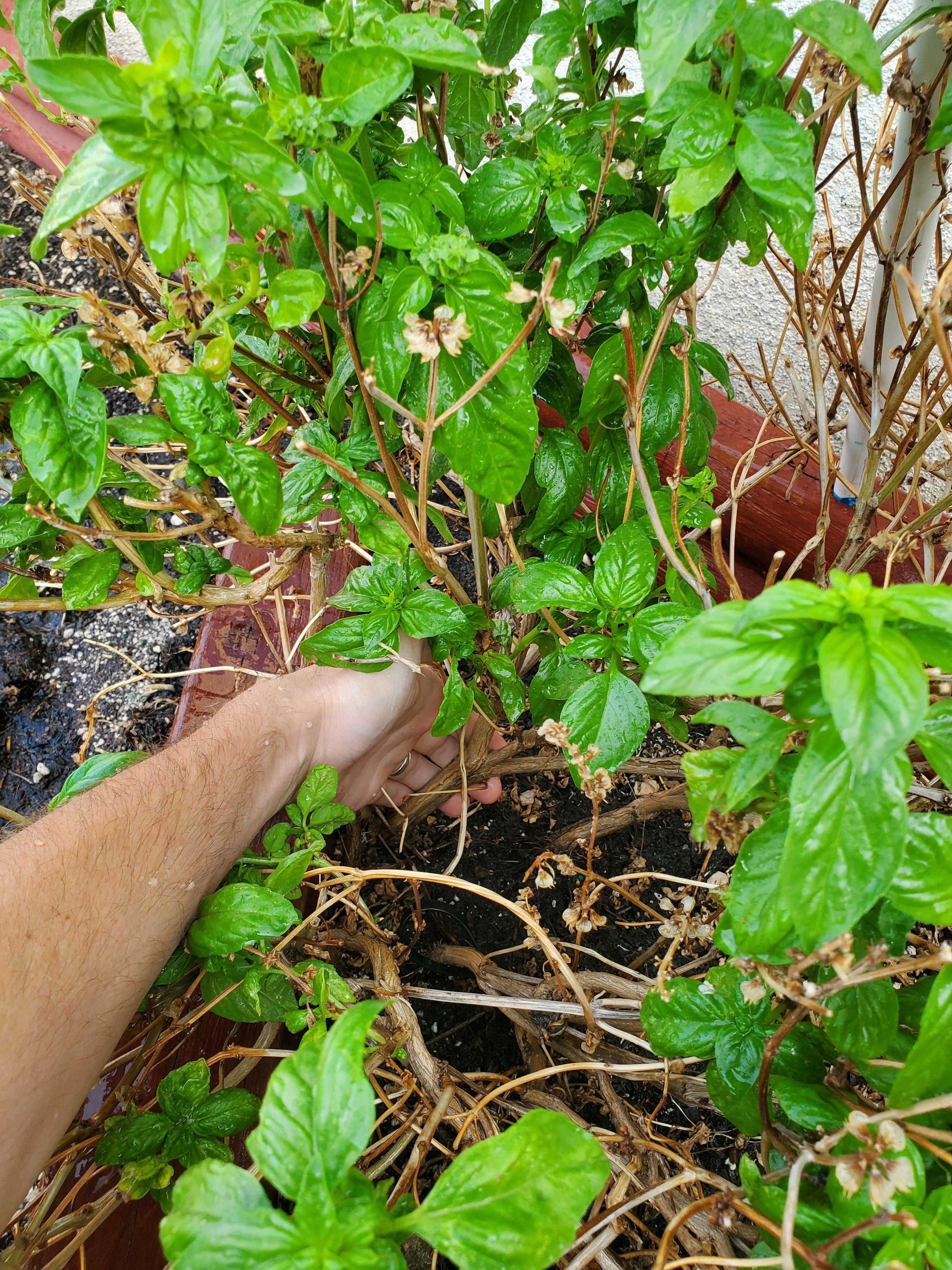Perennial basil r/gardening