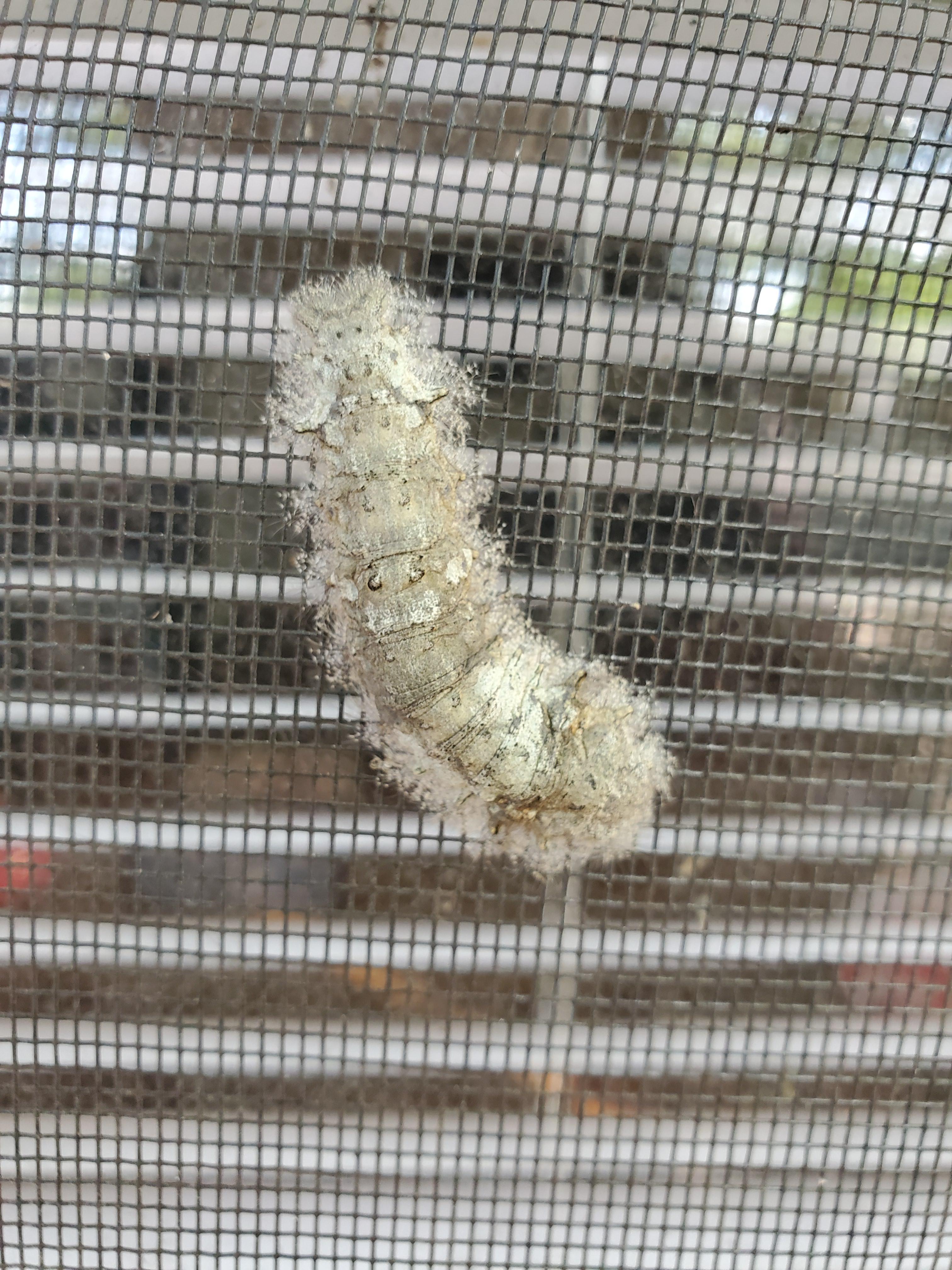 Caterpillar Orlando, FL. Just over an inch long r/whatsthisbug