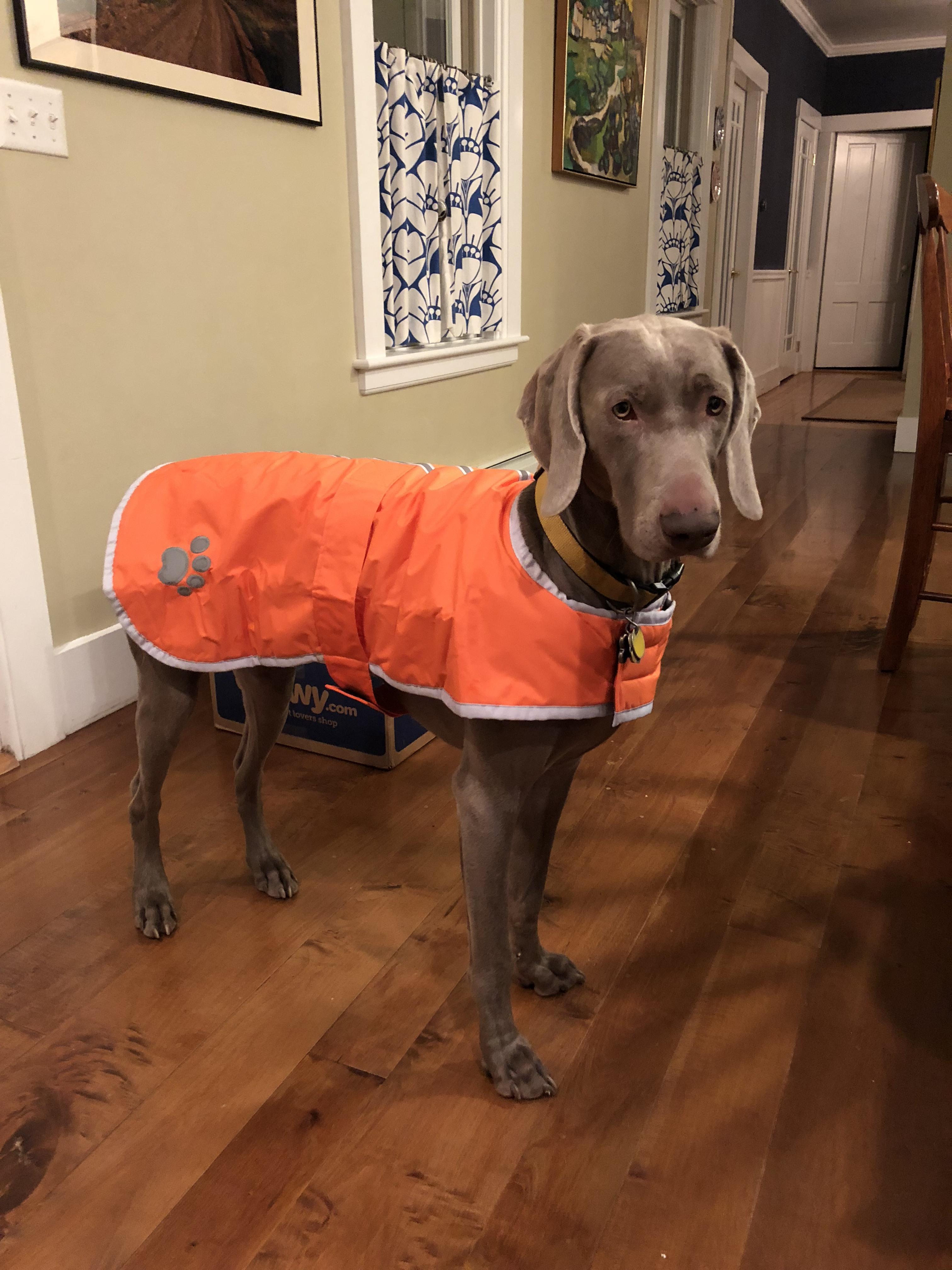 Thanks for the advice about getting a coat. Here’s Archer in his new
