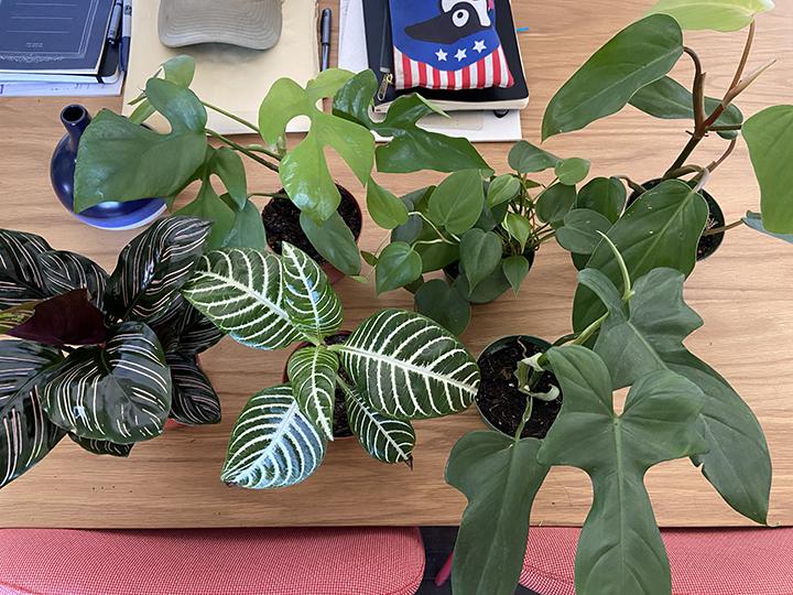 Chinatown Plant Haul r/houseplants