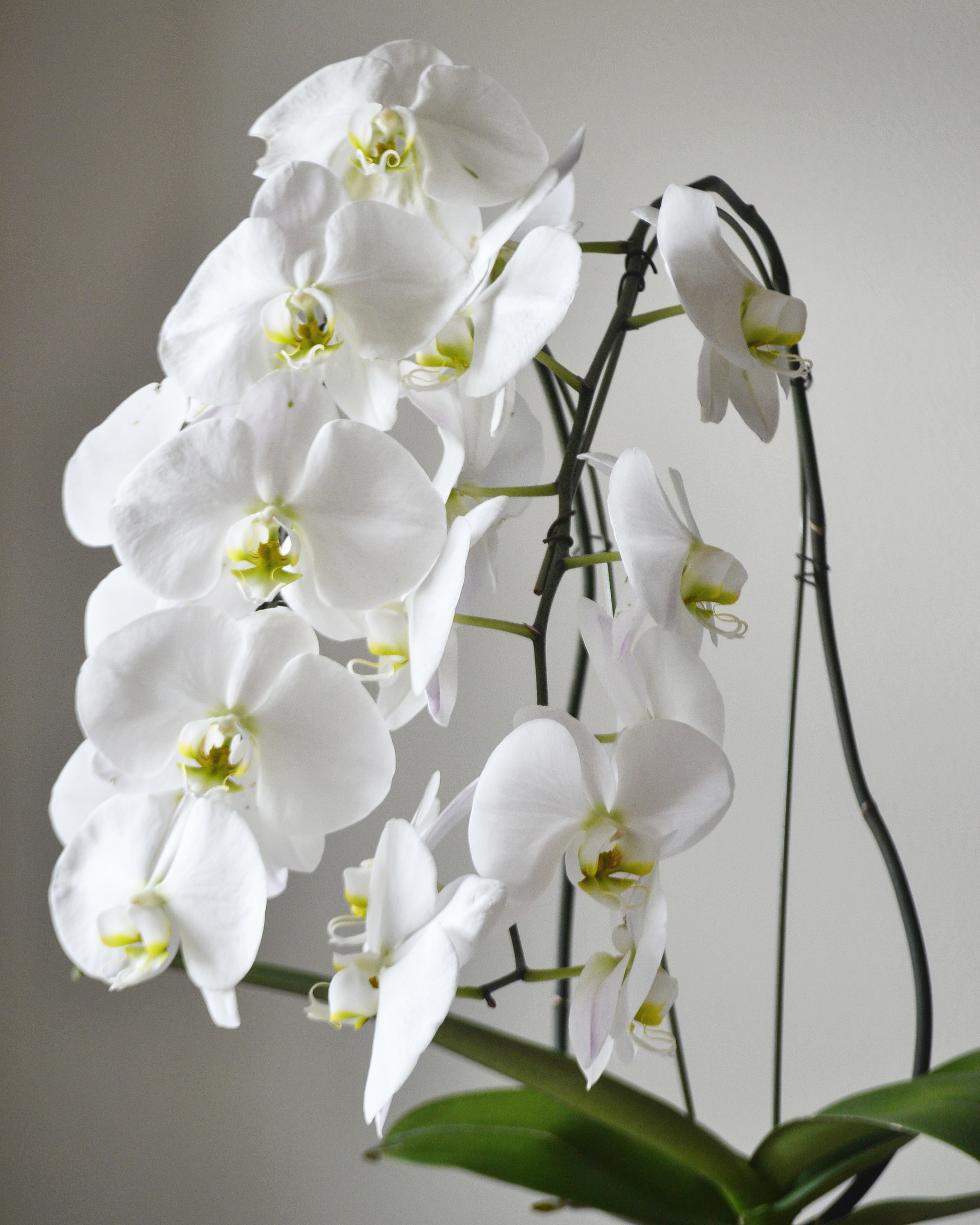 This orchid's flowers were 5 inches wide! it dropped all flowers 2