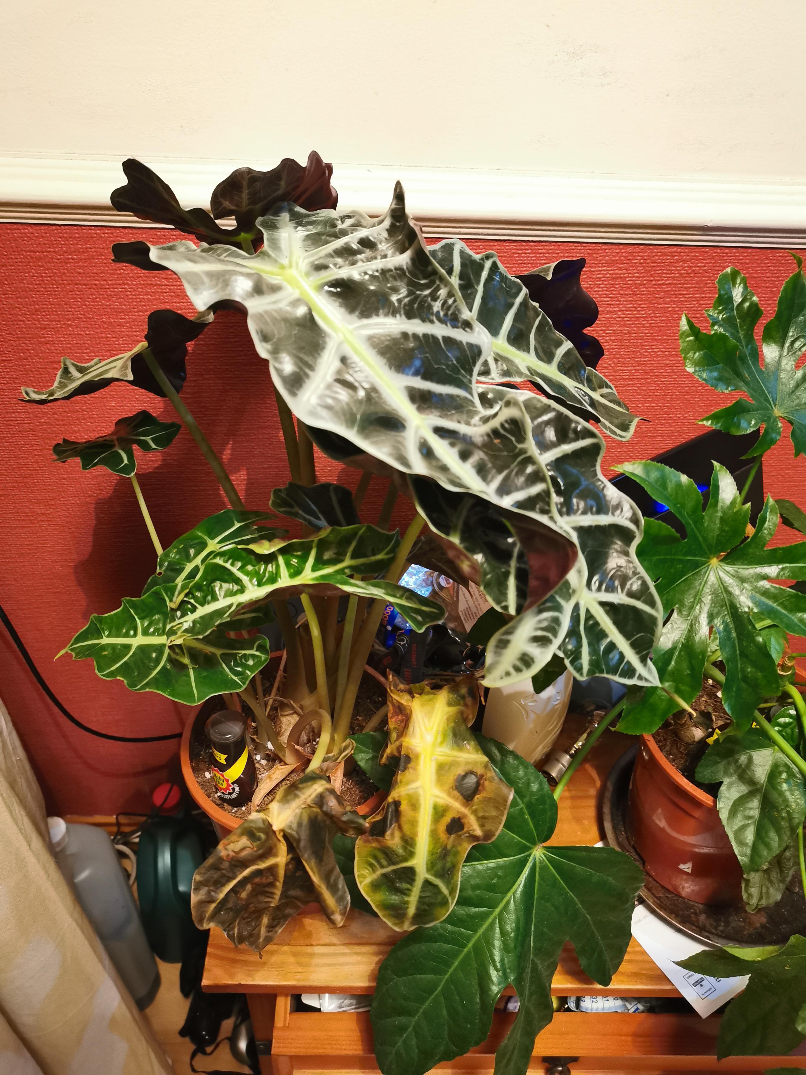 My elephant ear leaves keep turning brown and dying. Can anyone help