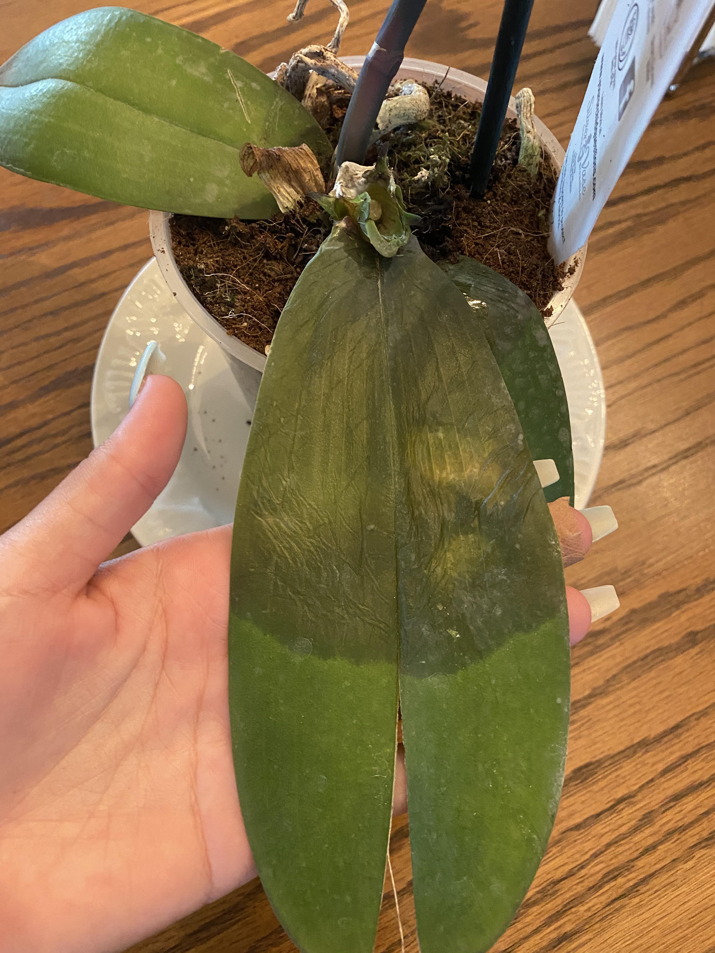 Just got this orchid about a week ago, the leafs are getting super