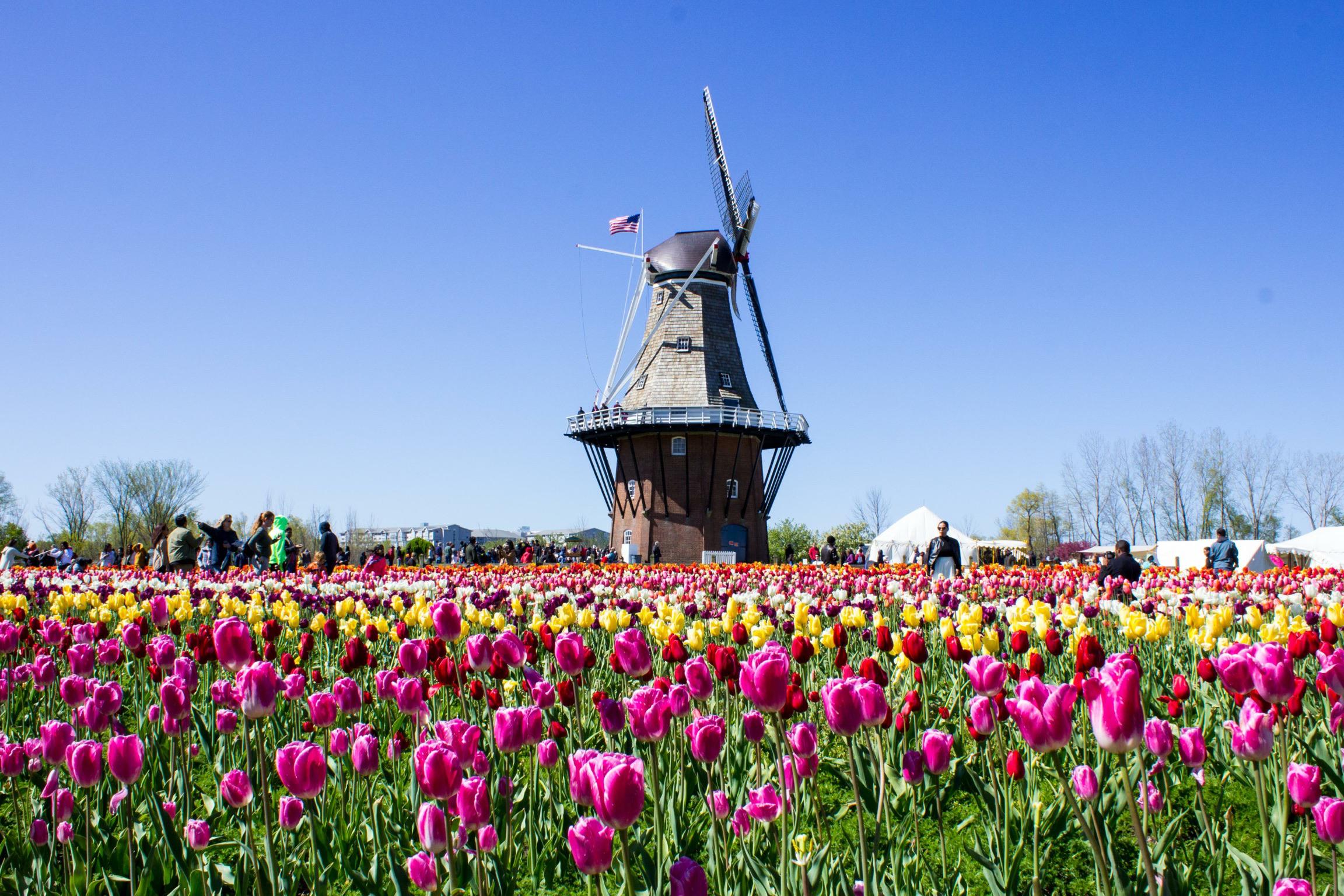 Something to brighten the mood Tulip Time in Holland (2017) Michigan