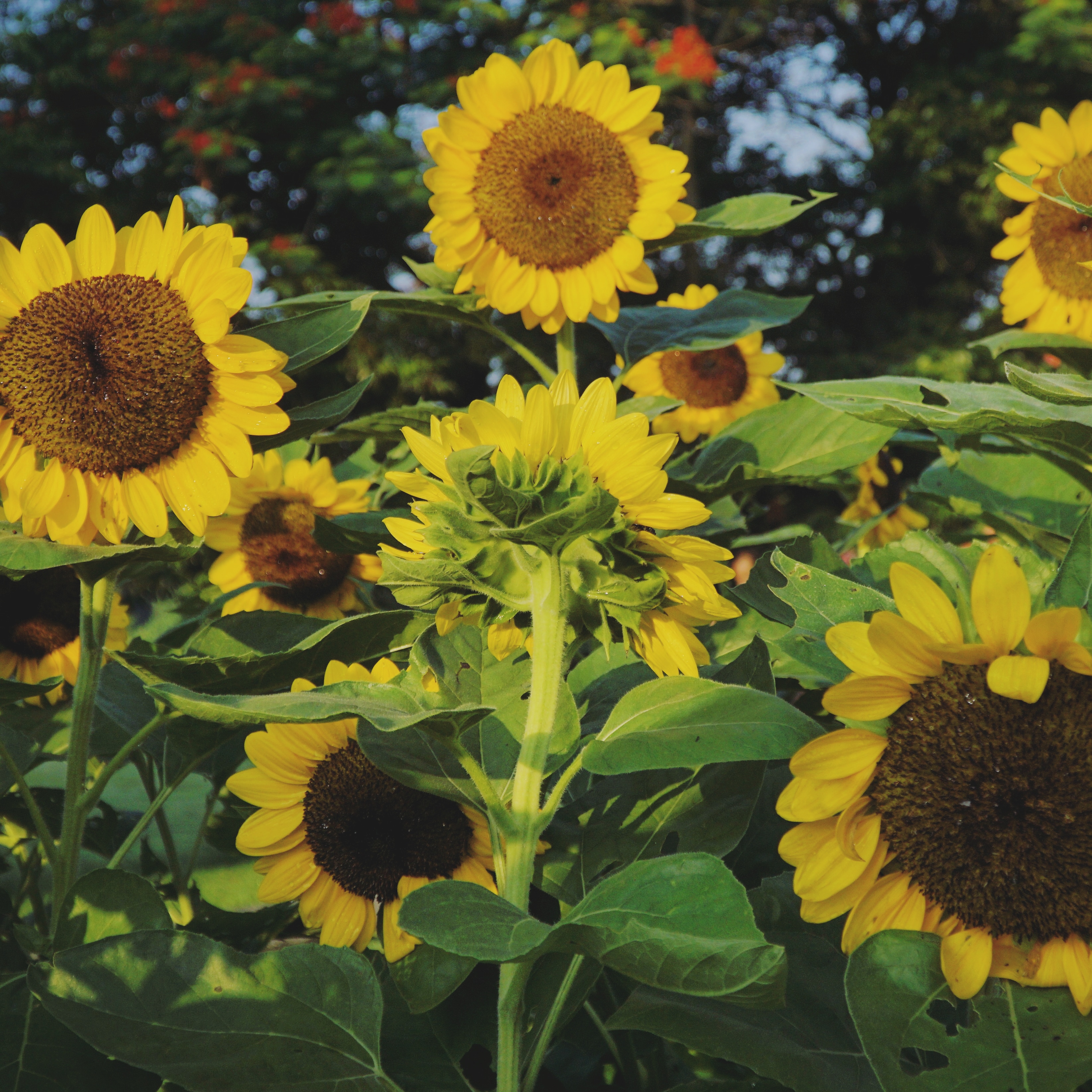 This sunflower facing away from the sun r/mildlyinteresting
