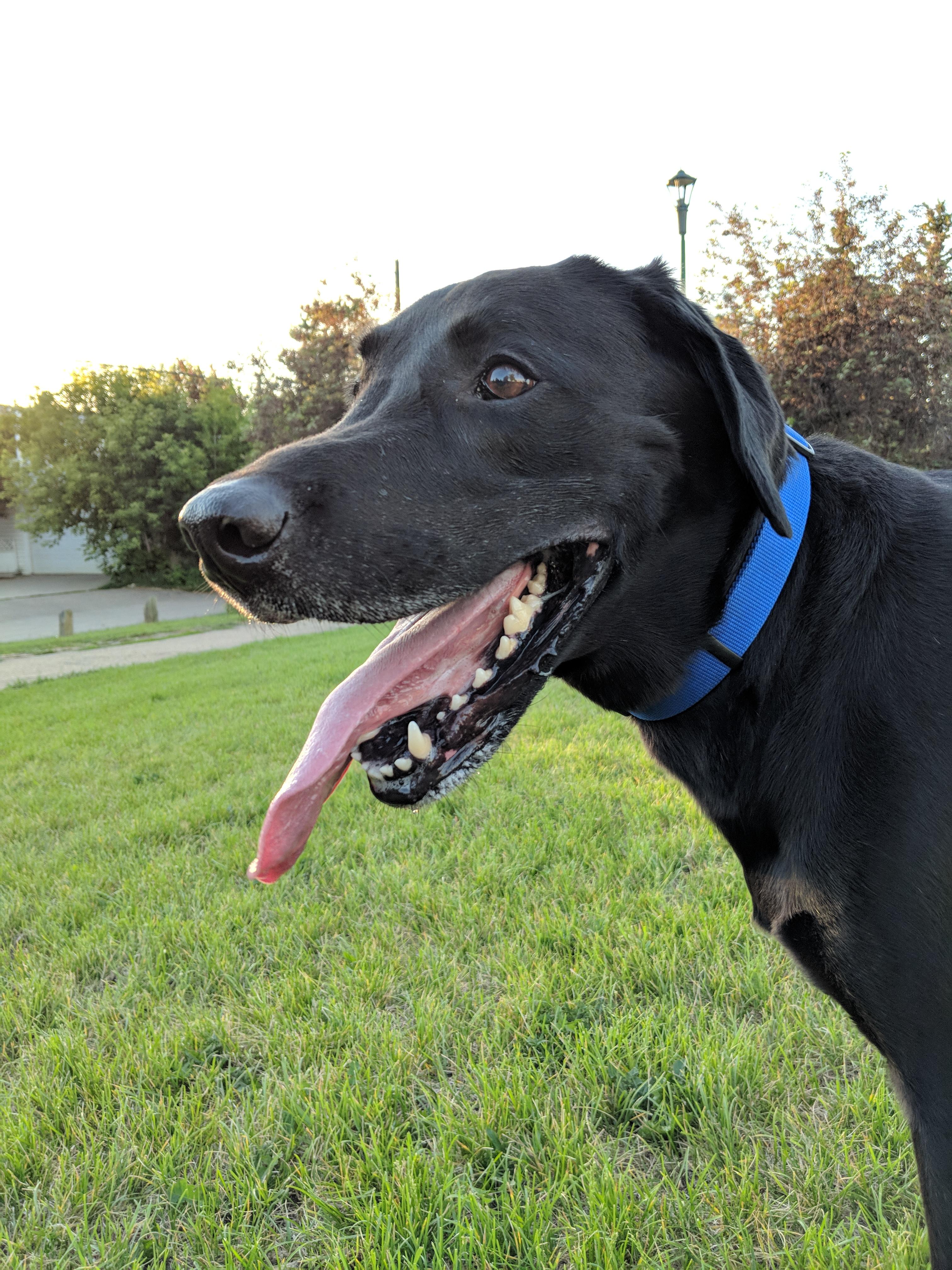 Anyone elses lab/lab mix have long tongue syndrome? r/labrador