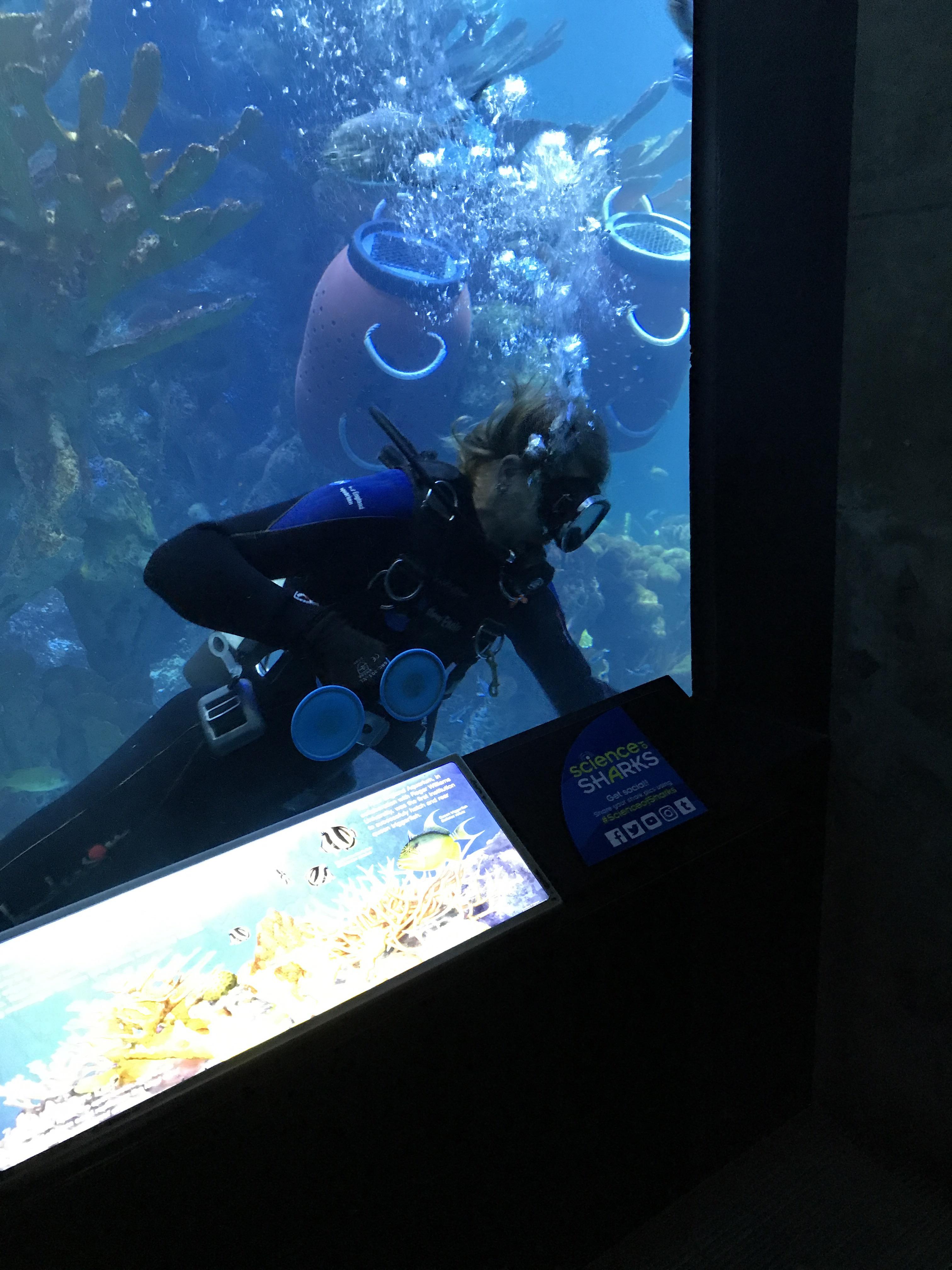 Diver at the Boston Aquarium uses a handle with suction cups to move
