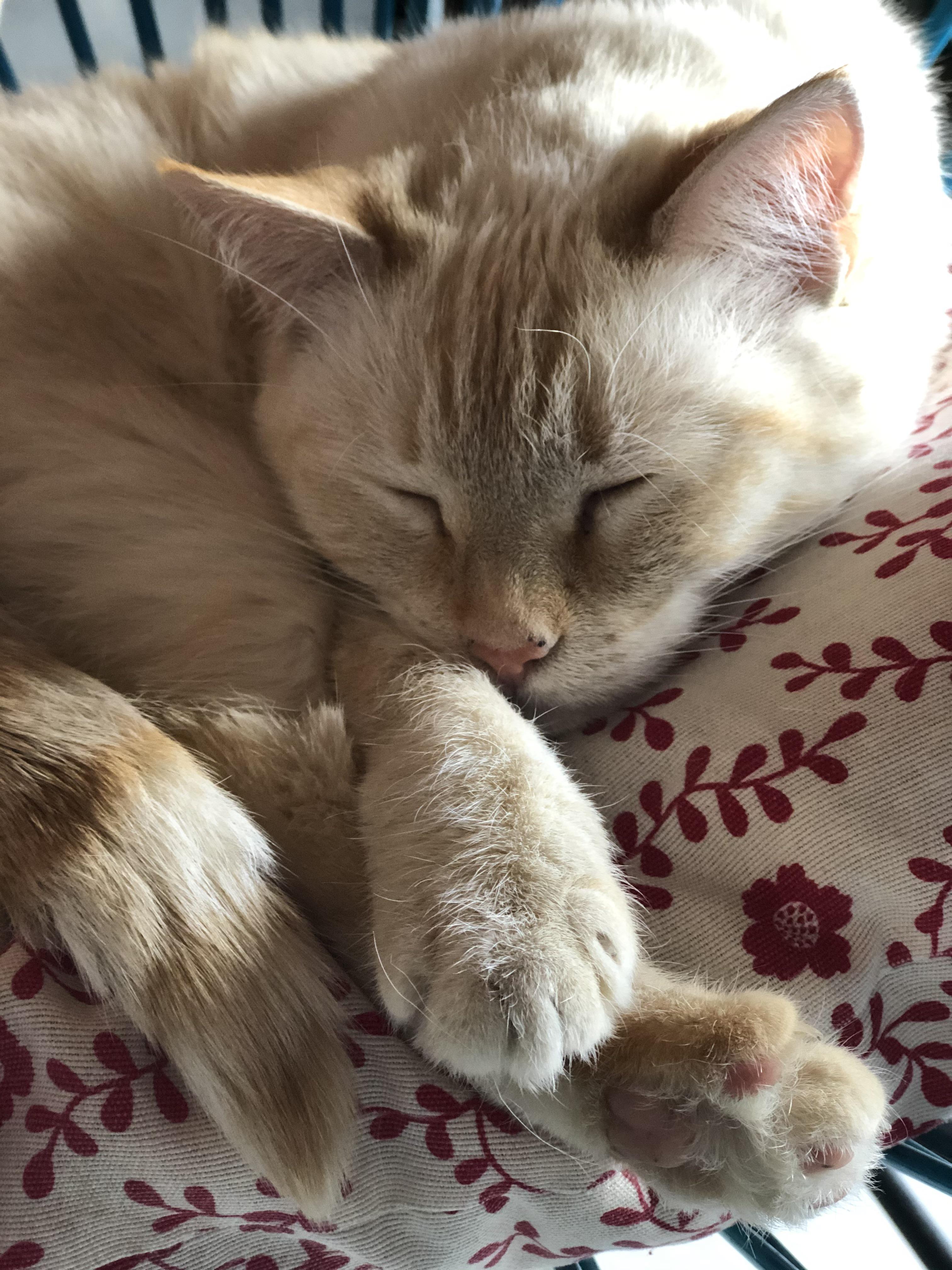 those beautiful paws r/cats