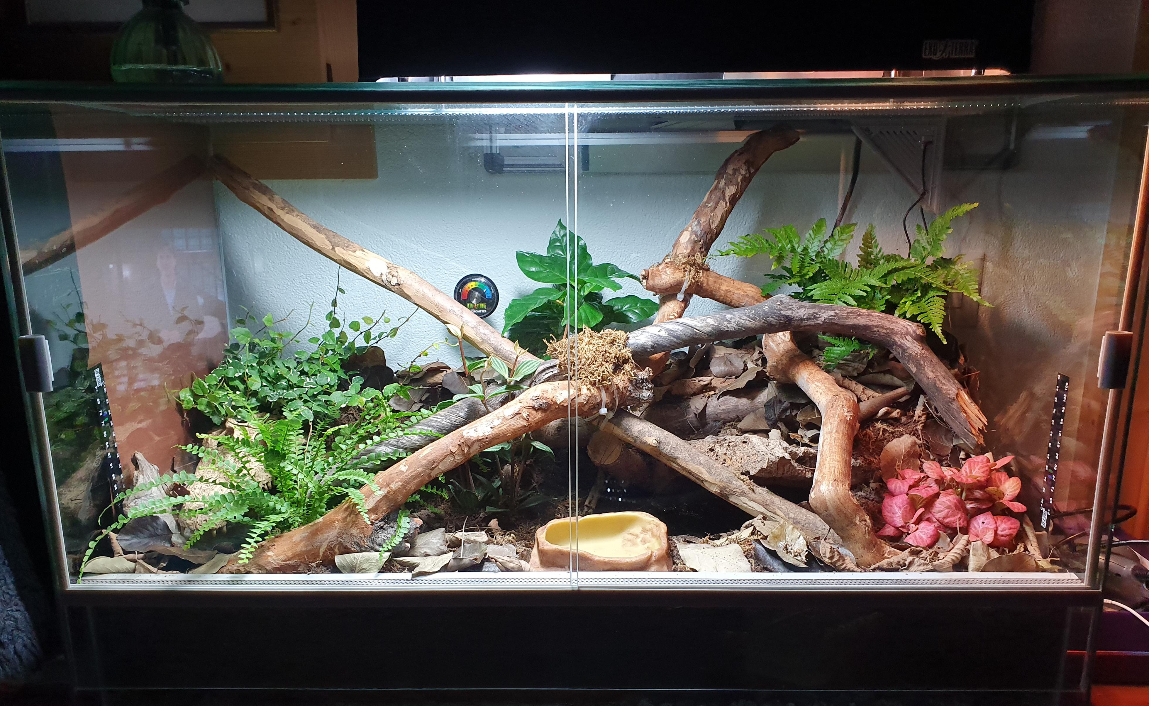 Finally ♡ ball python bioactive setup DONE and READY. r/bioactive