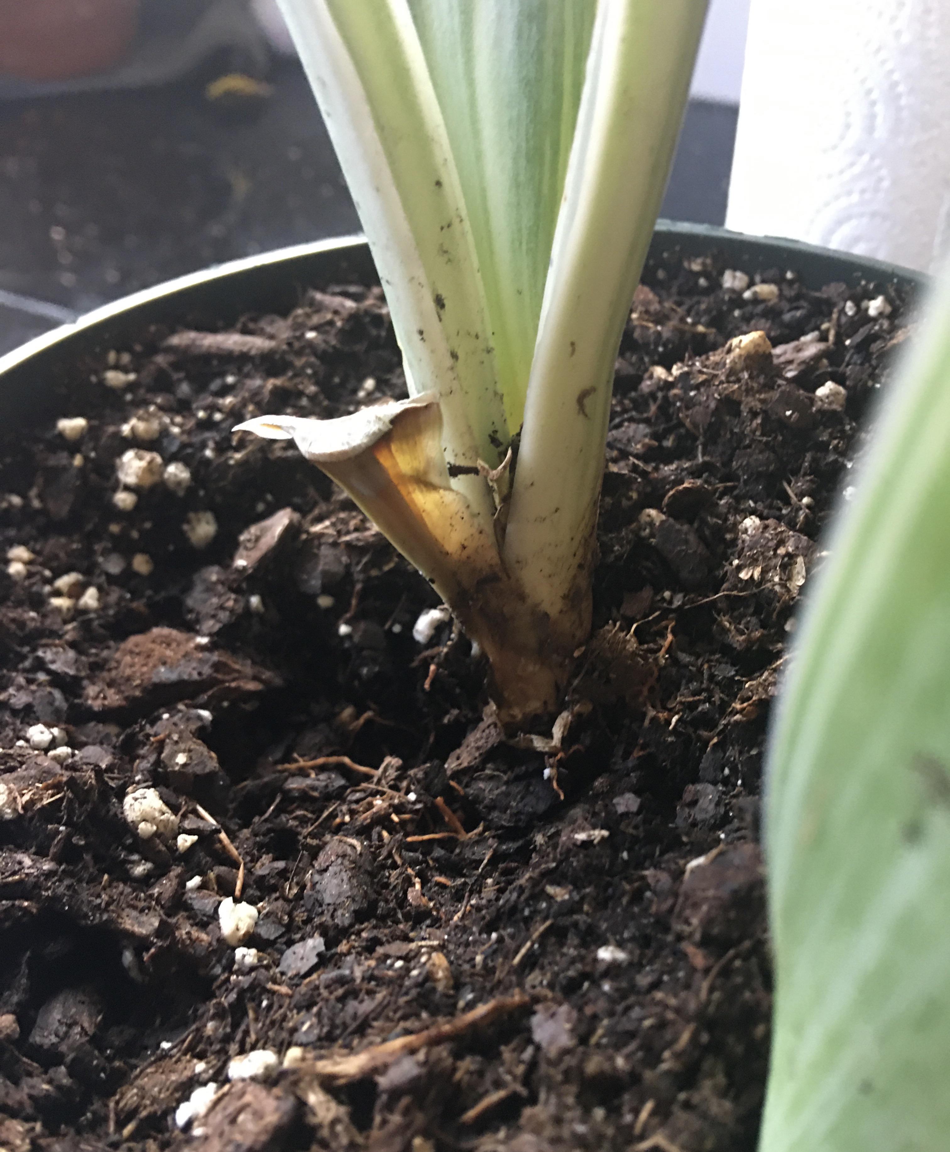 Why is this cut Sansevieria Siam Silver leaf rotting? r/plantclinic