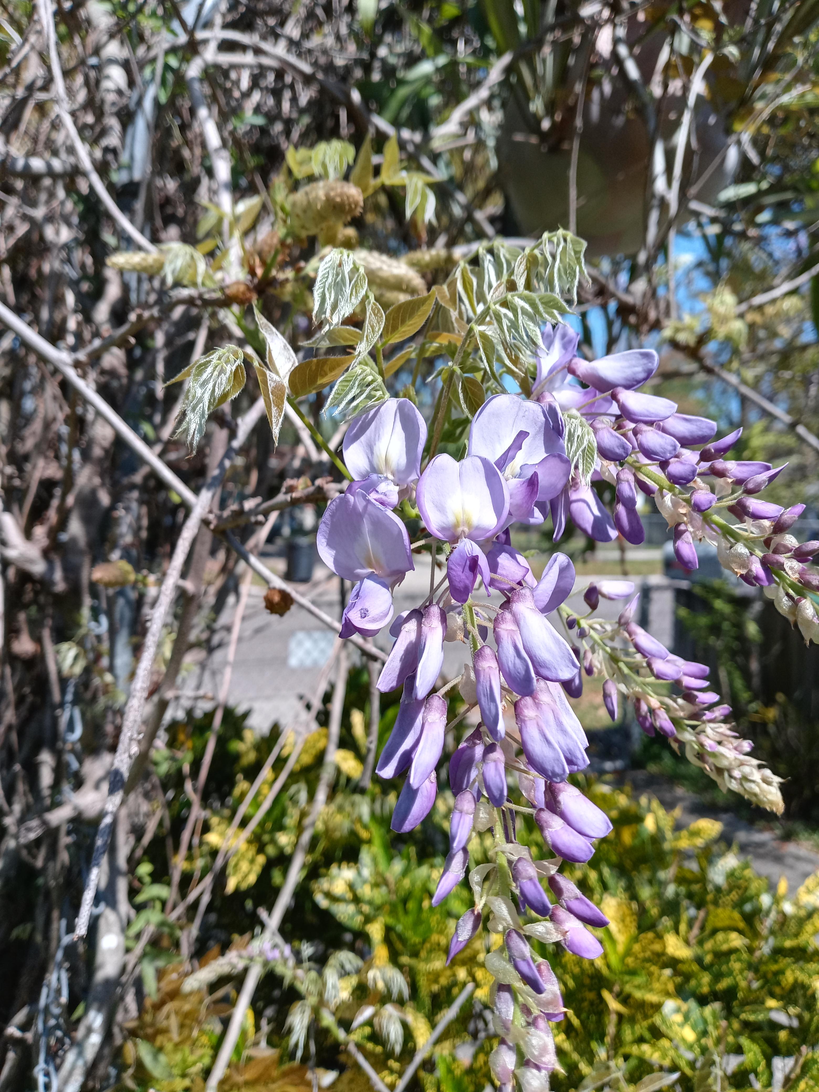 Wisteria ready for the bees. 🐝 r/gardening