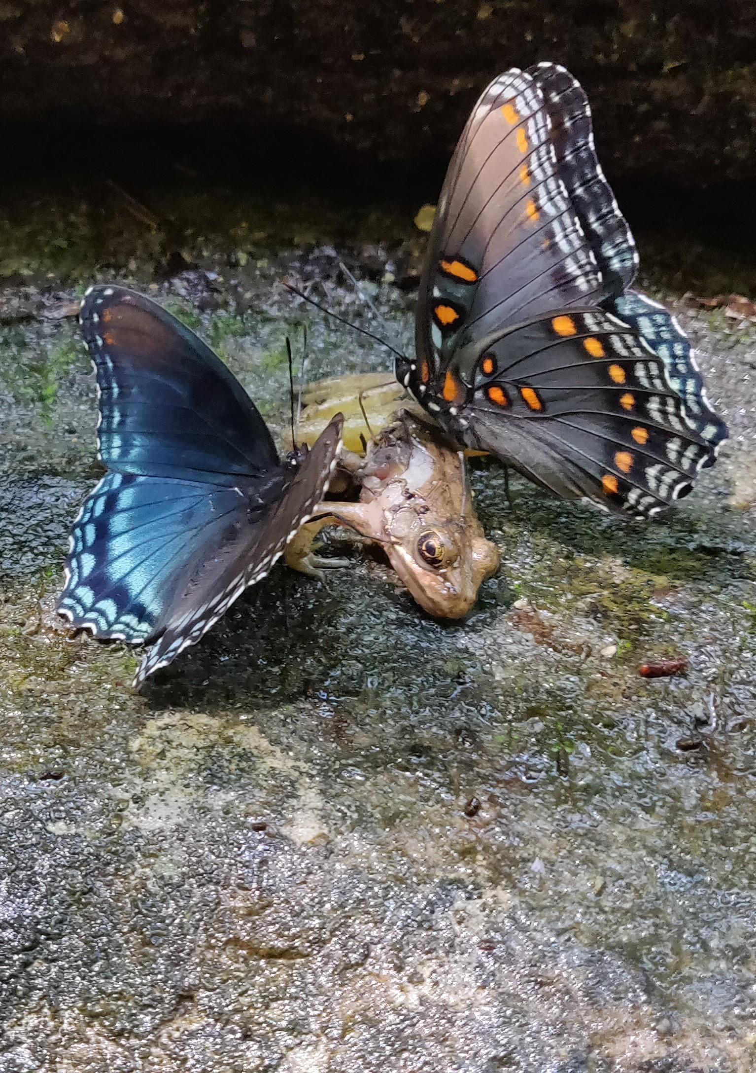 Two butterflies eating a dead frog on the Indian Creek Trail in Jasper