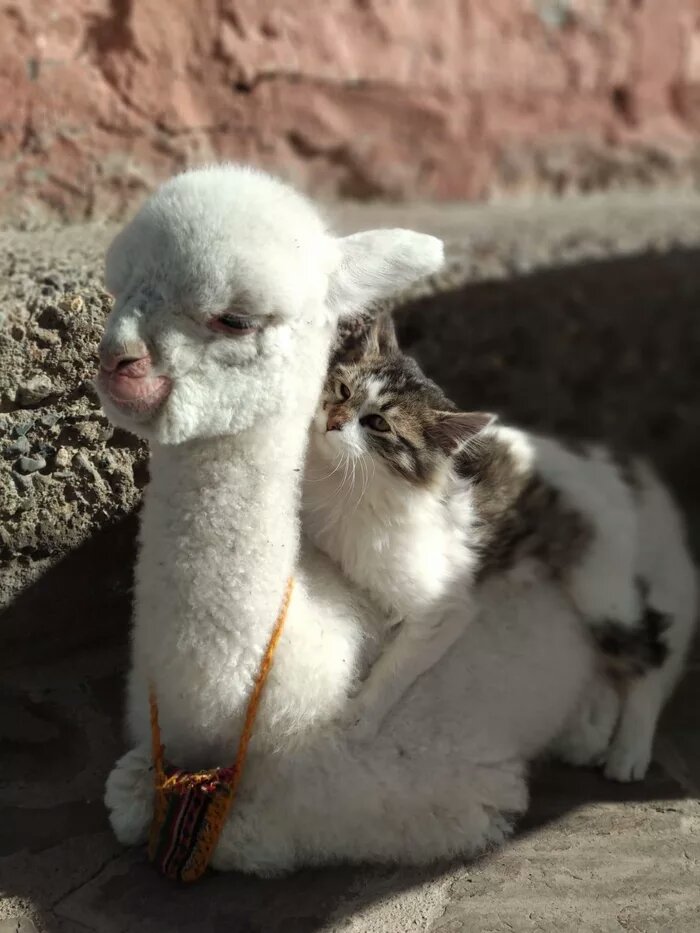 Wholesome Llama and cat cuddling session r/wholesomememes