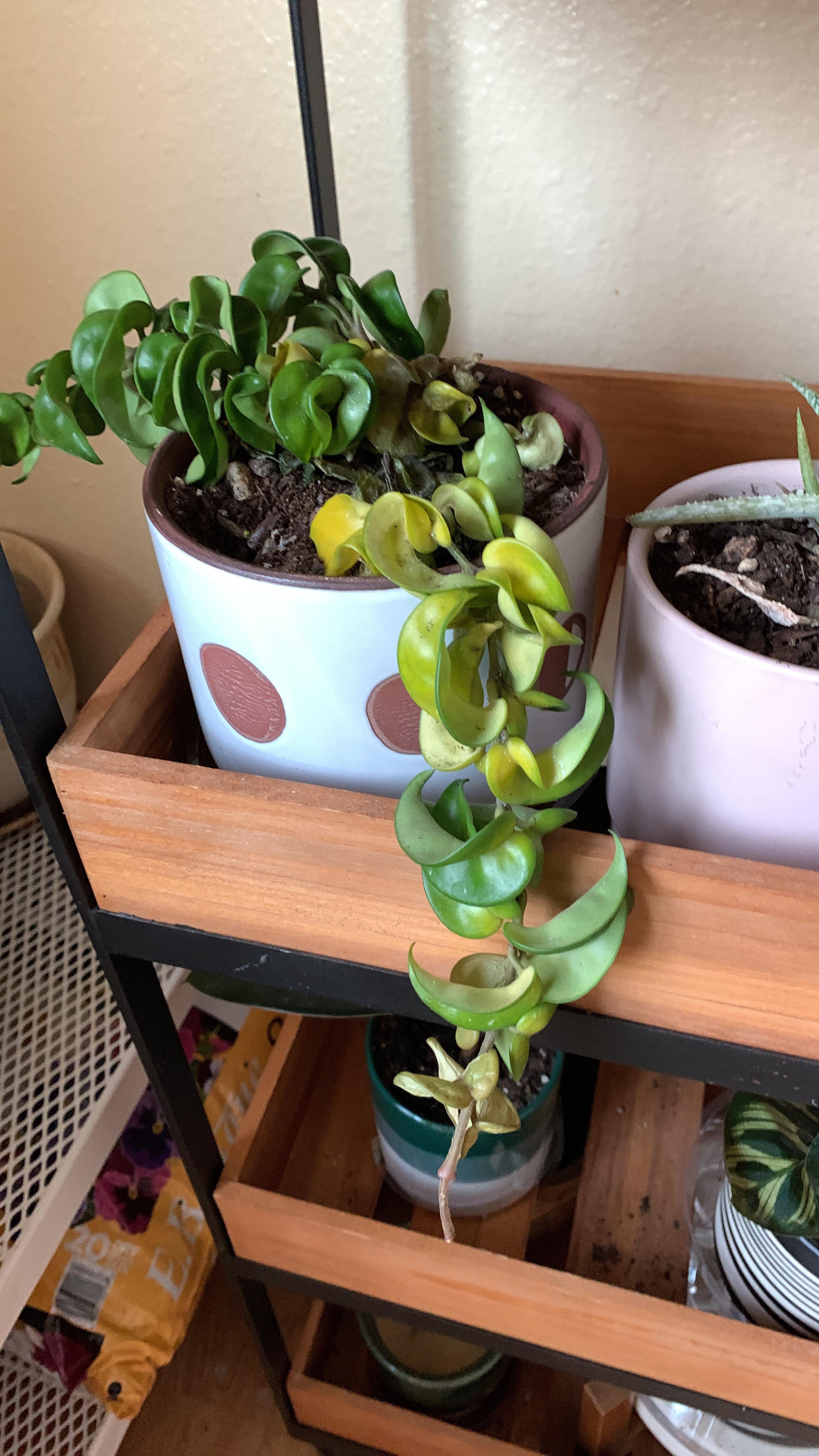 Why is my lipstick plant turning yellow? ( r/plantclinic