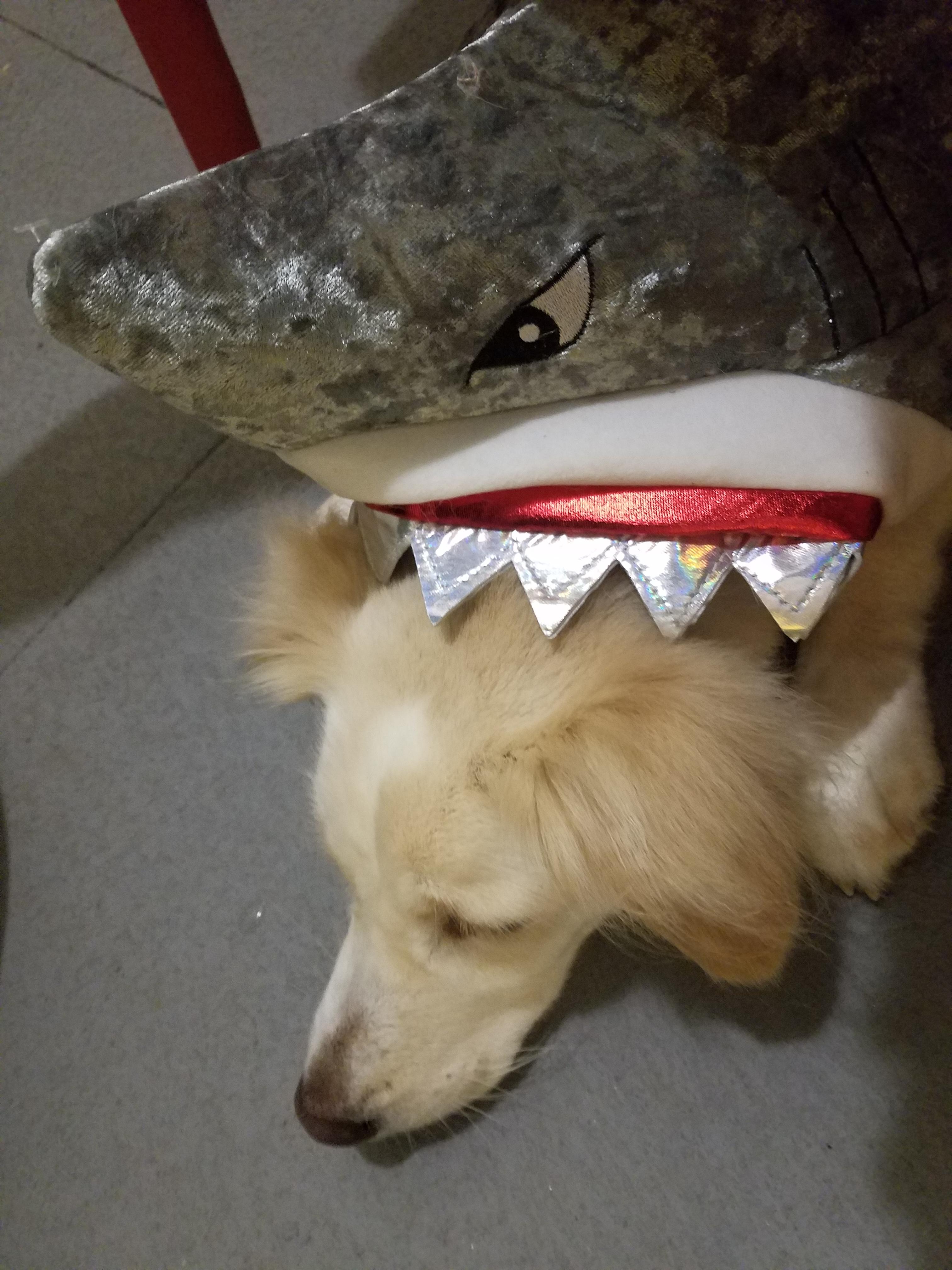 Dog too big for shark r/aww