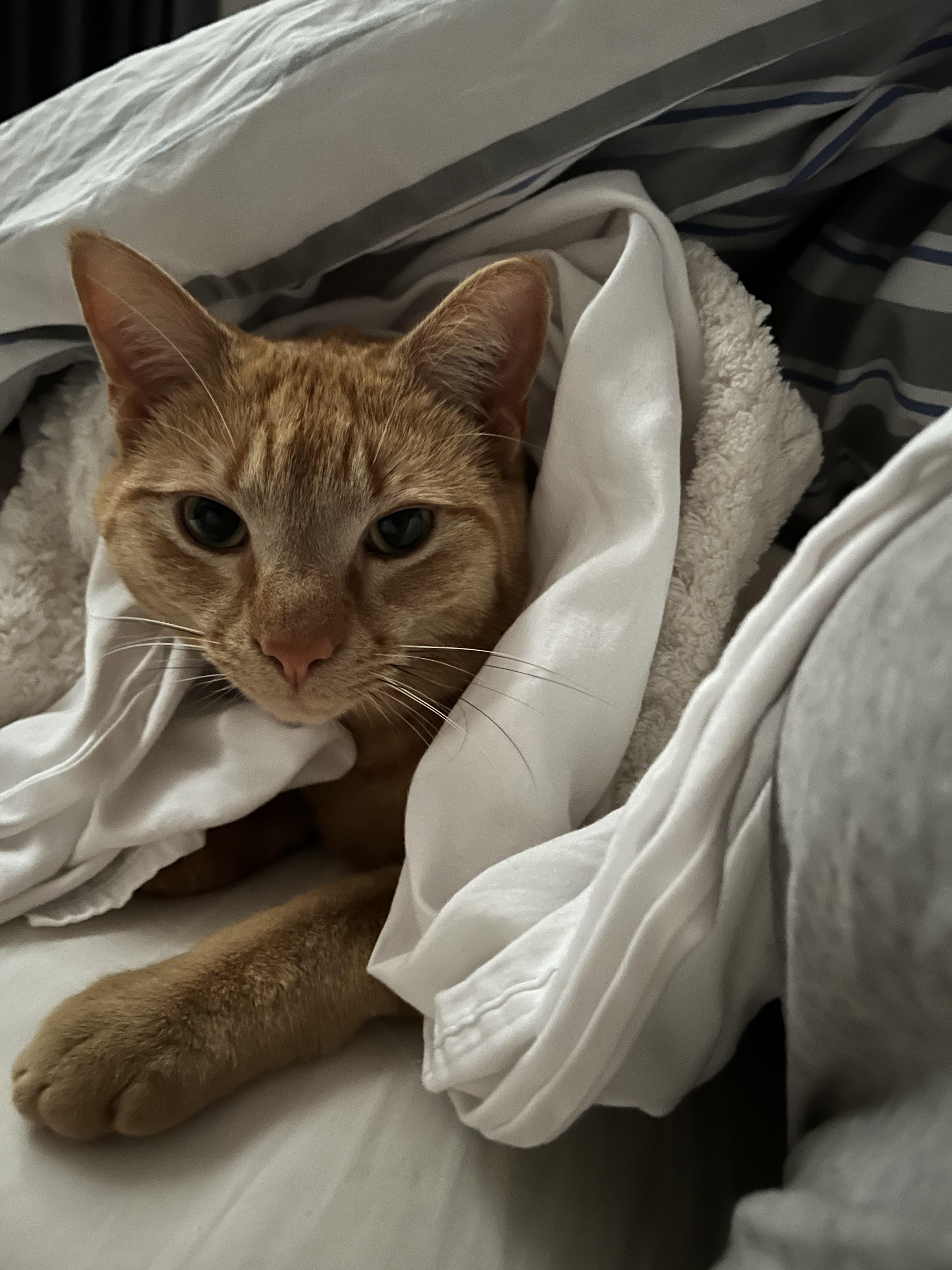Lady Sol prefers to cuddle under the covers r/tuckedinkitties