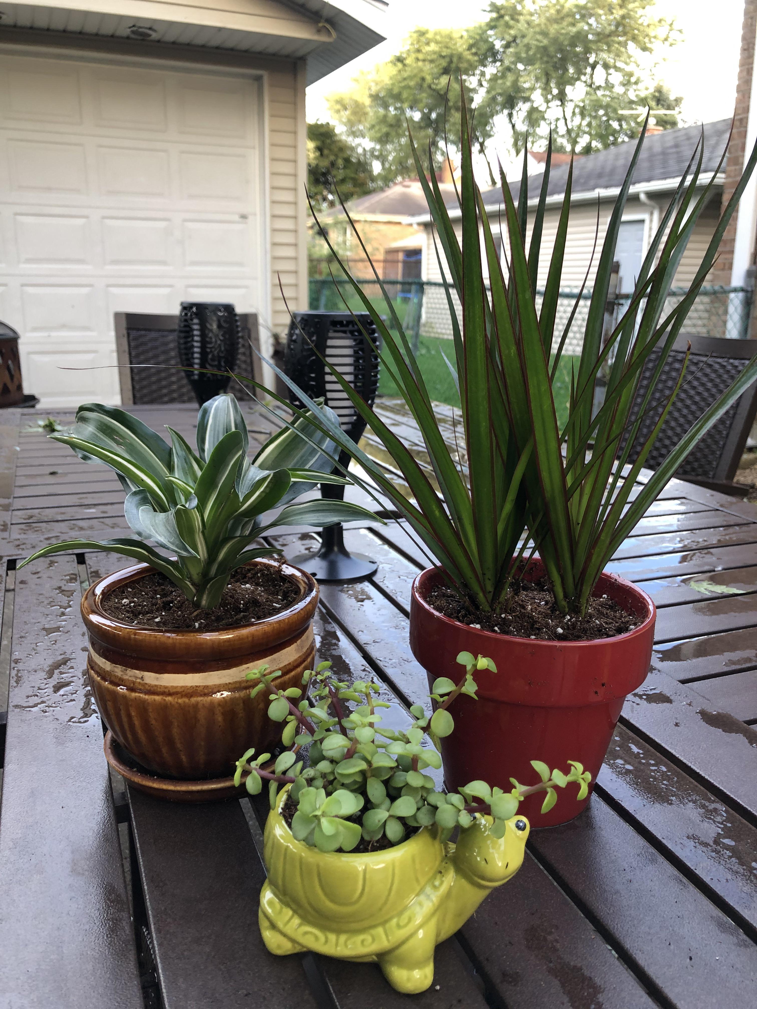 Plant Identification of 2 Larger Plants, “house plants” from home depot